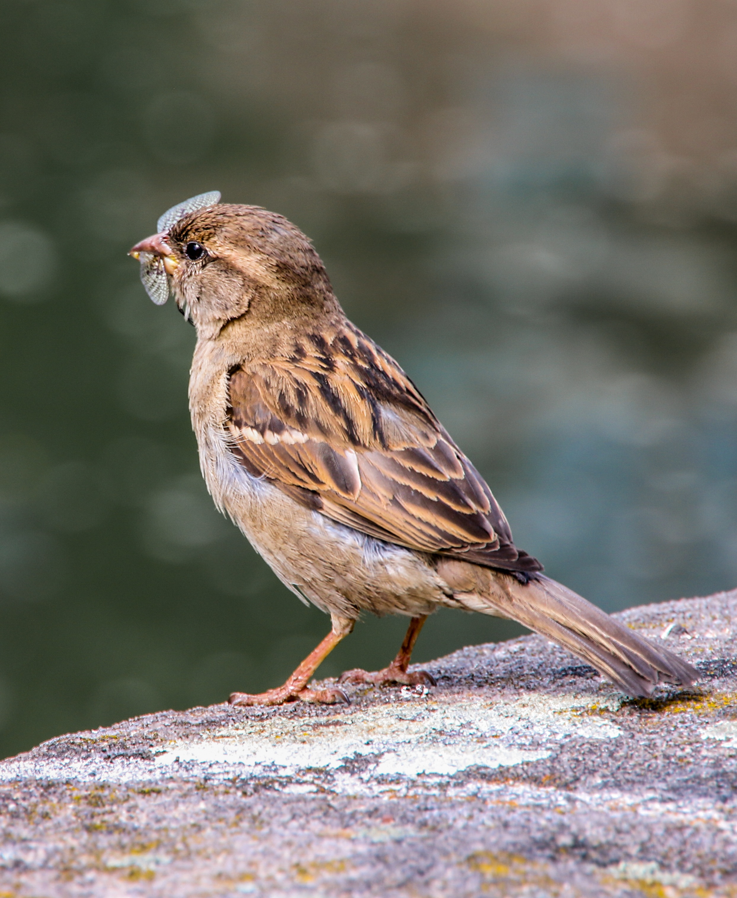 Sparrow Feed