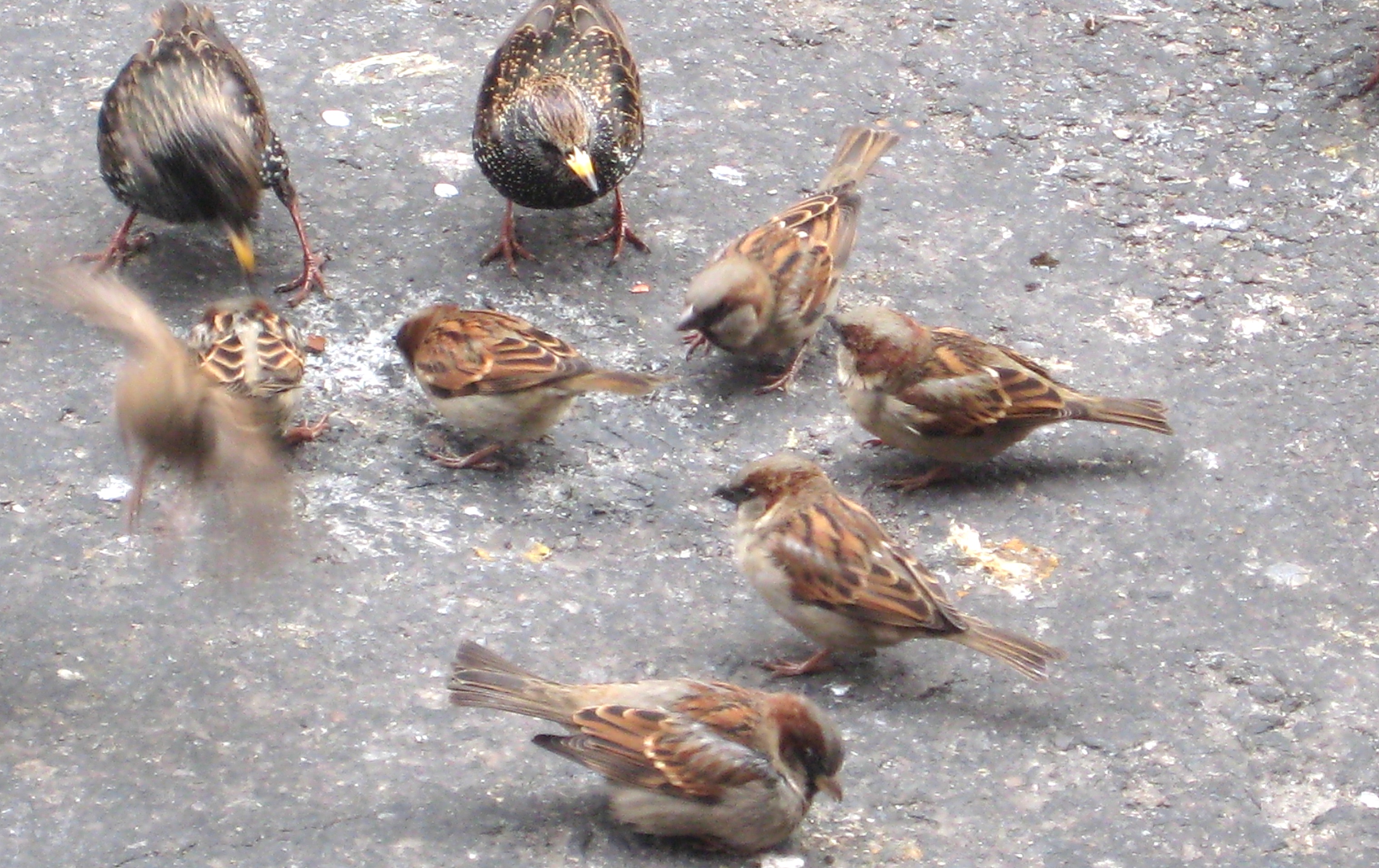 How sparrows got their start in Brooklyn | Ephemeral New York