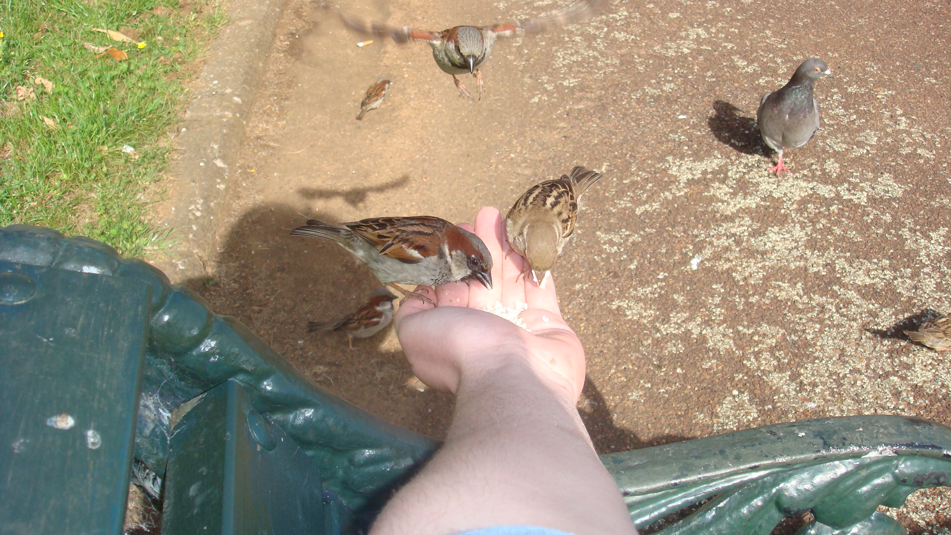 File:Two House Sparrows (Passer domesticus) feeding from hand.JPG ...