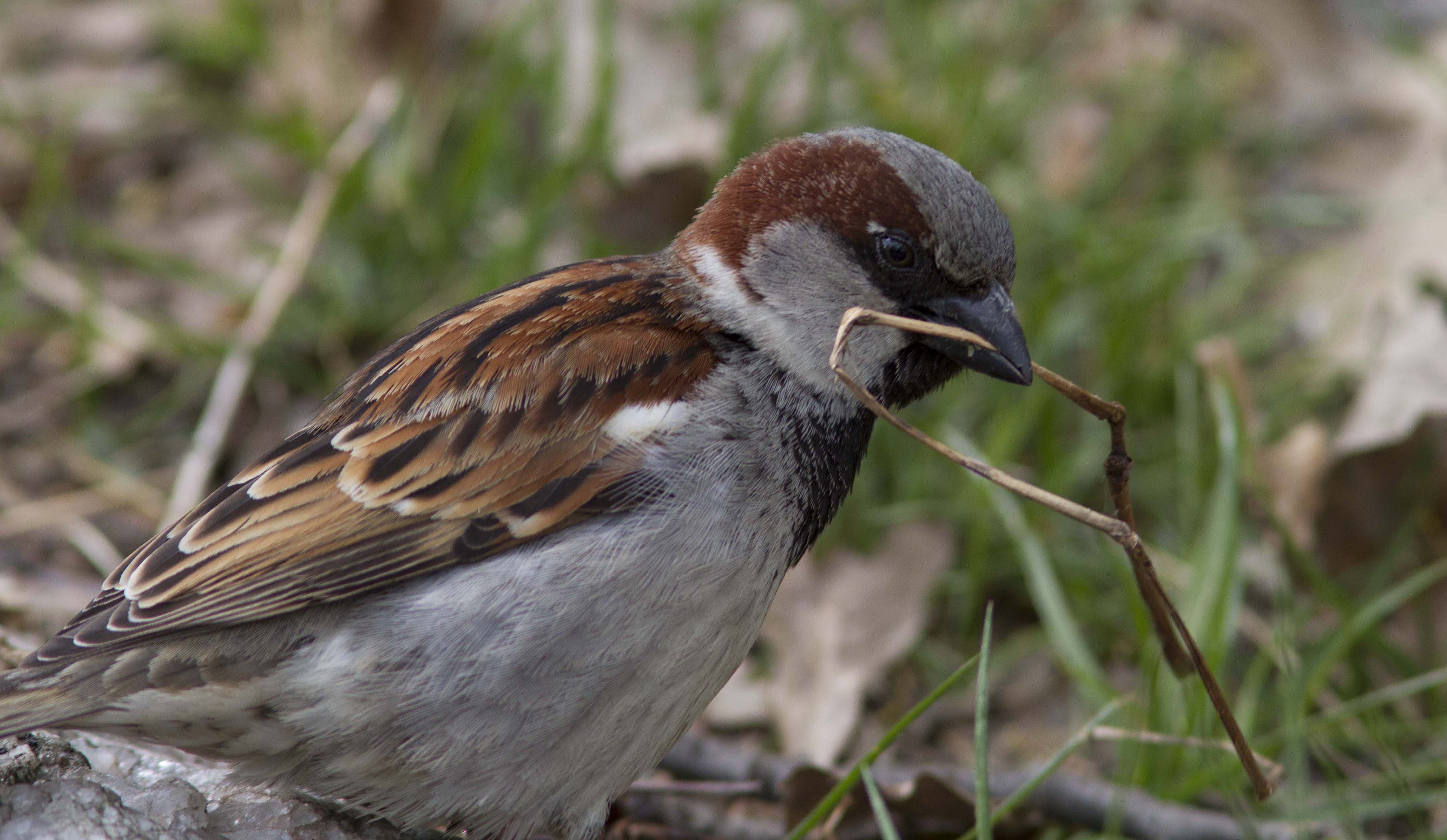 The nature of our neighborhood: house sparrows | Johns Hopkins ...