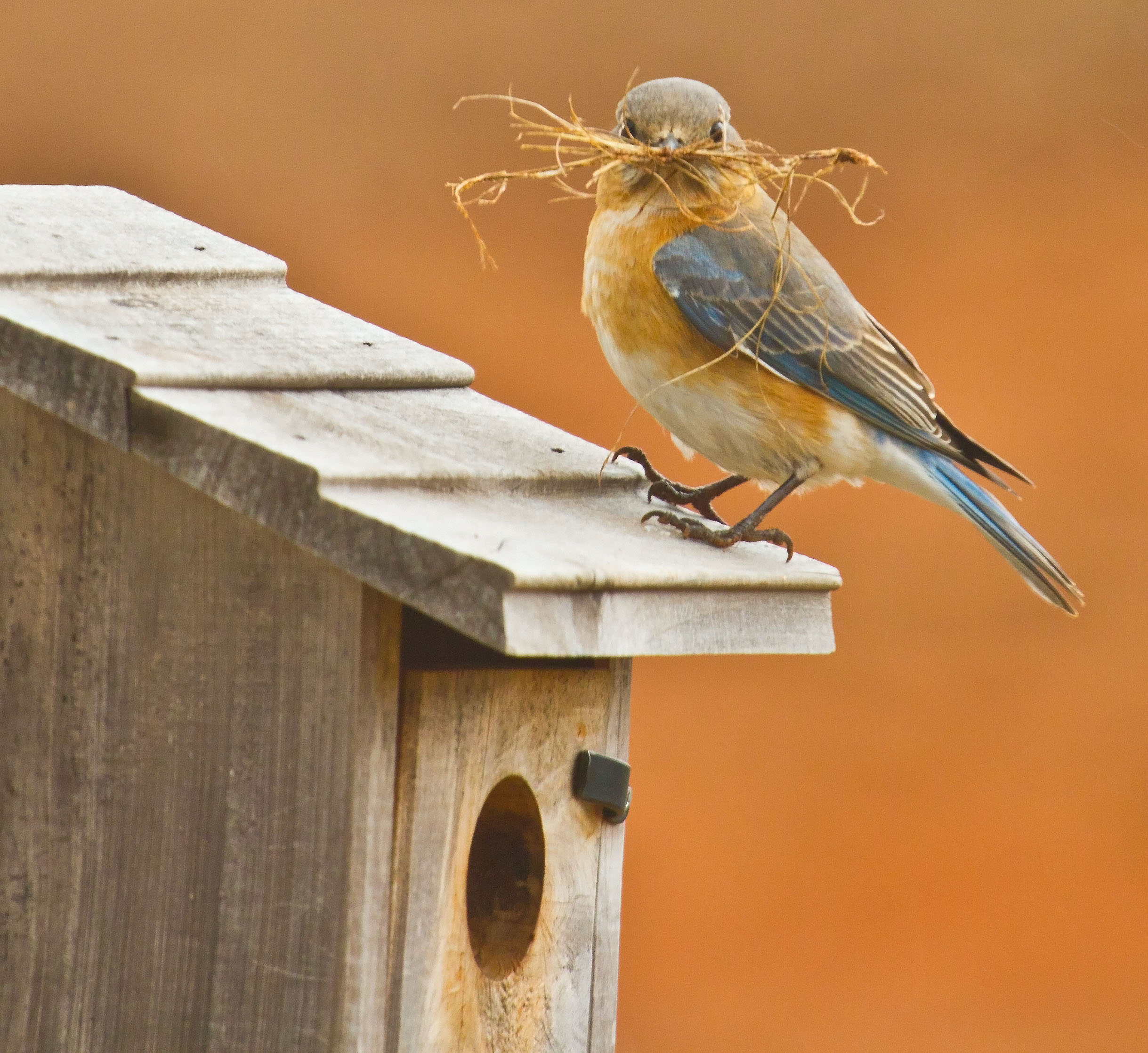 Nest building… | Bluebird Diary