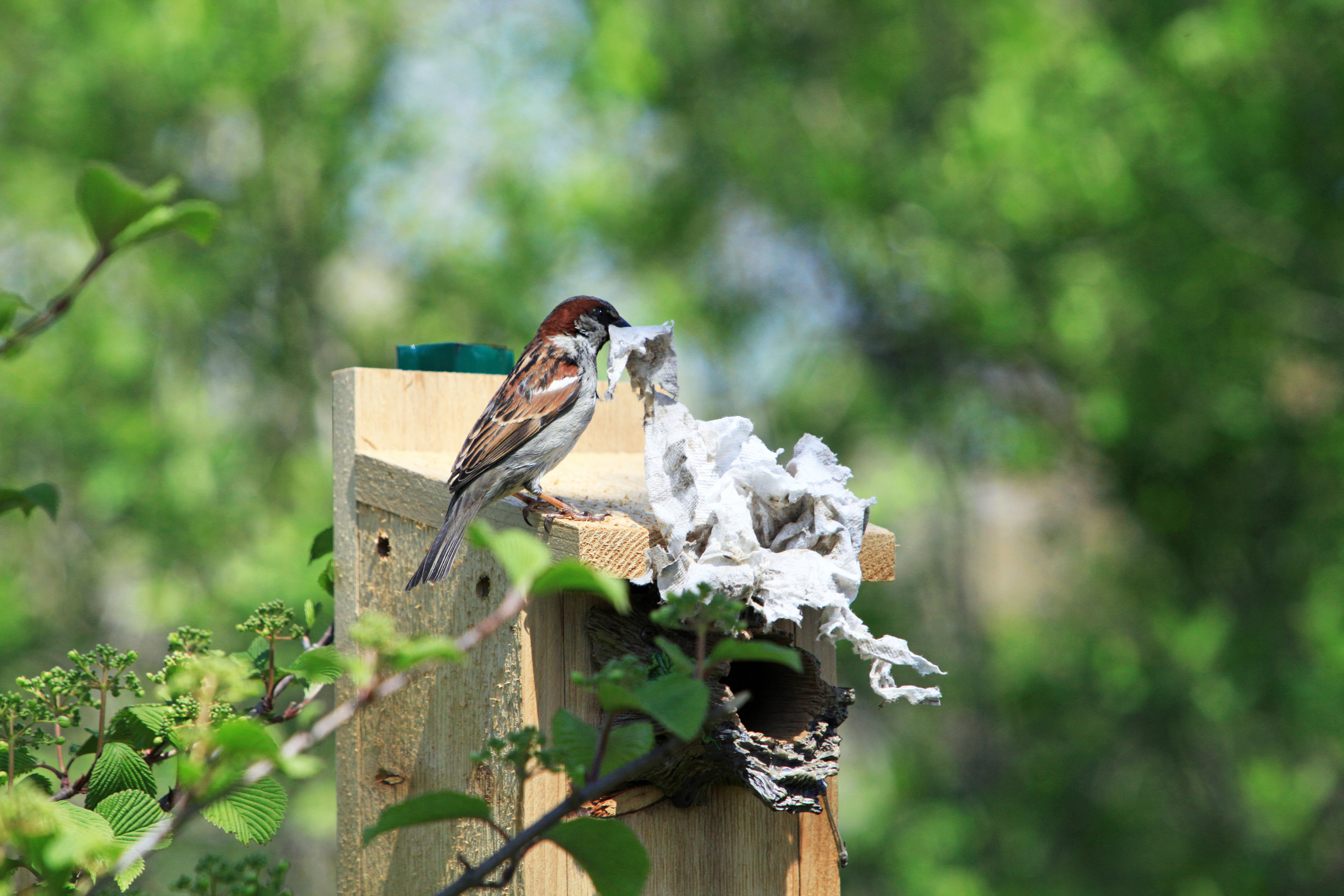 File:Sparrow nest with tissue 1.jpg - Wikimedia Commons