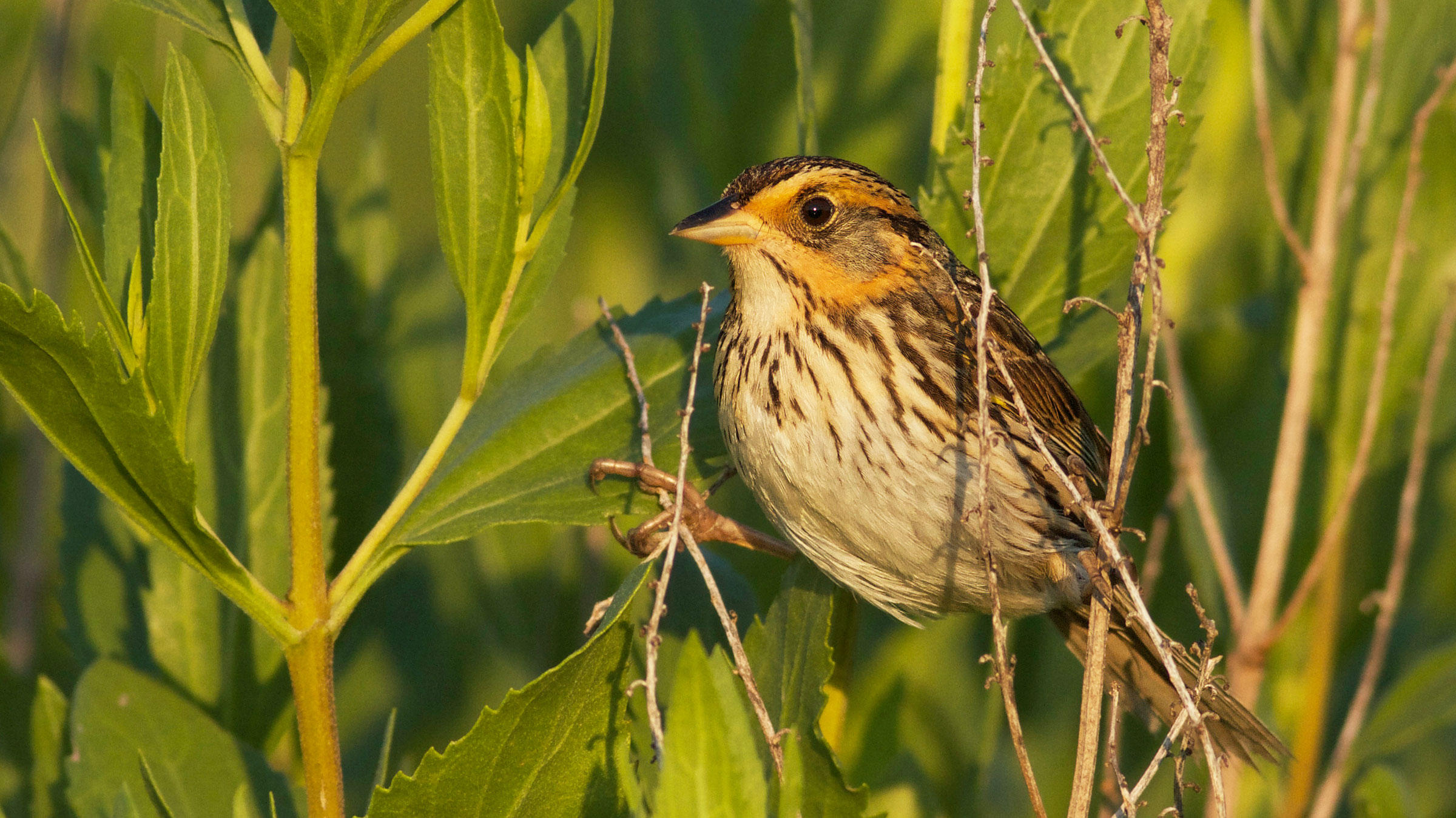 Saving the Salmarsh Sparrow from Extinction | Habitat Loss and ...