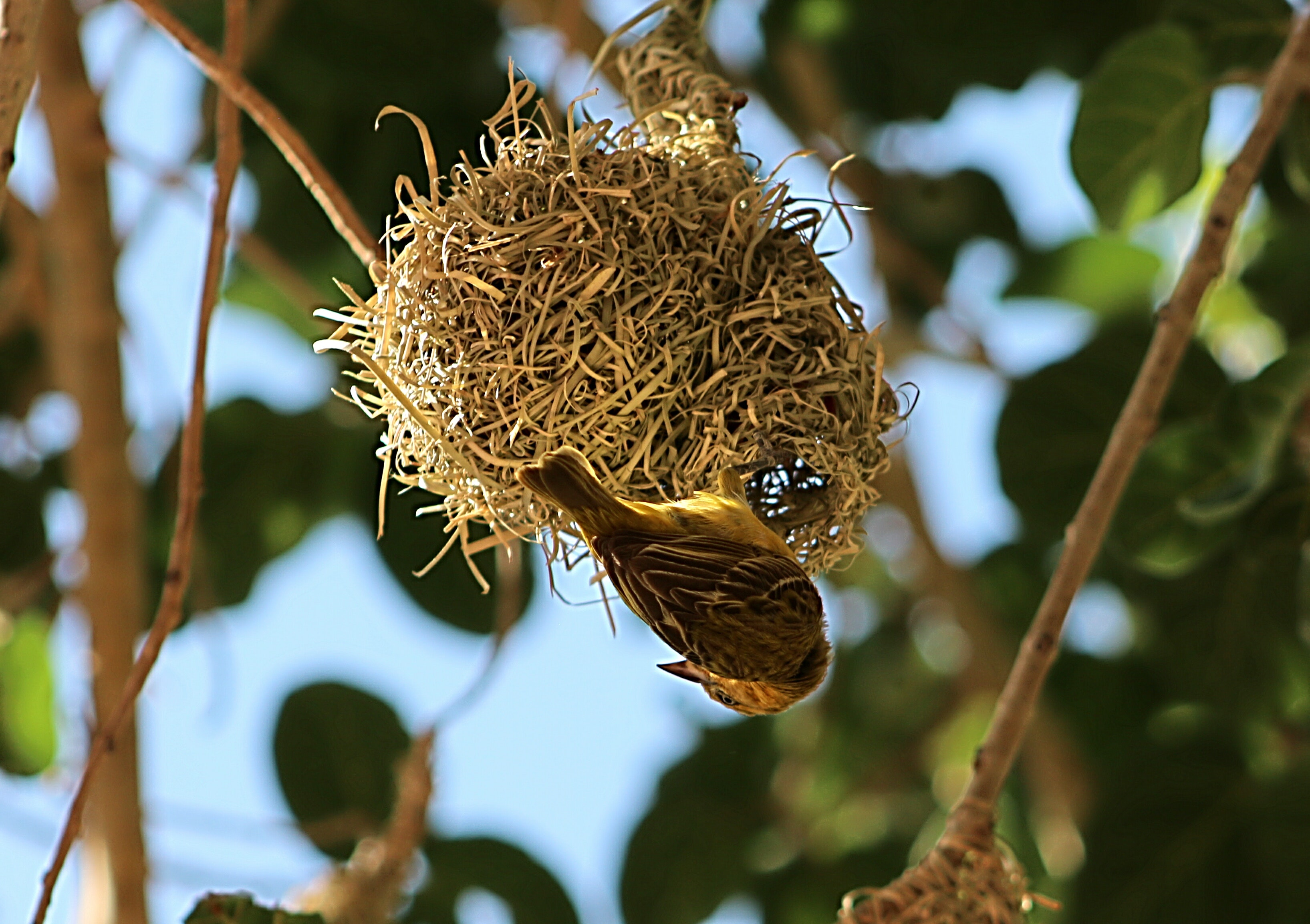 Sparrow making nest photo