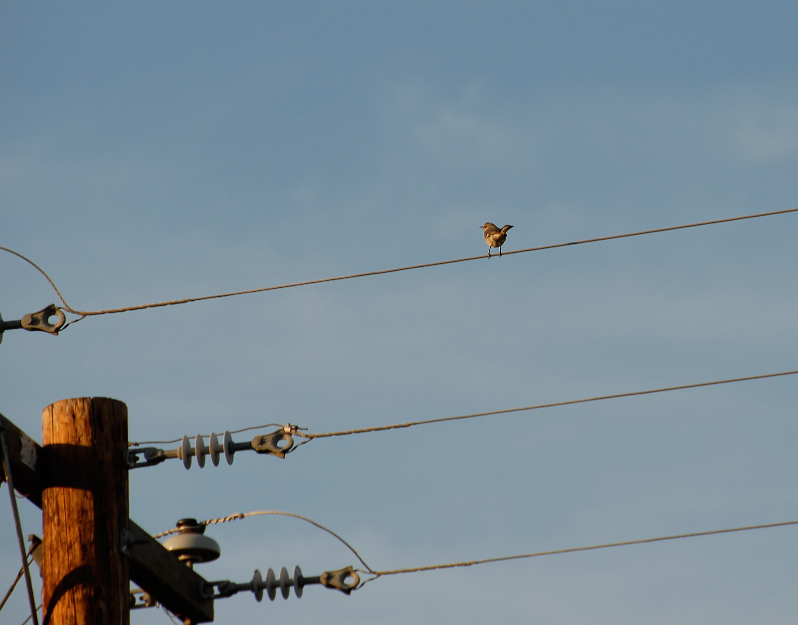 Sparrow on a wire photo