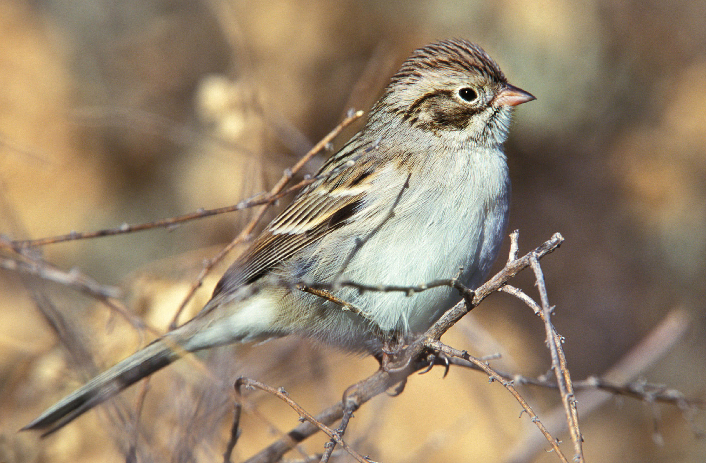 Brewer's Sparrow | Audubon Field Guide