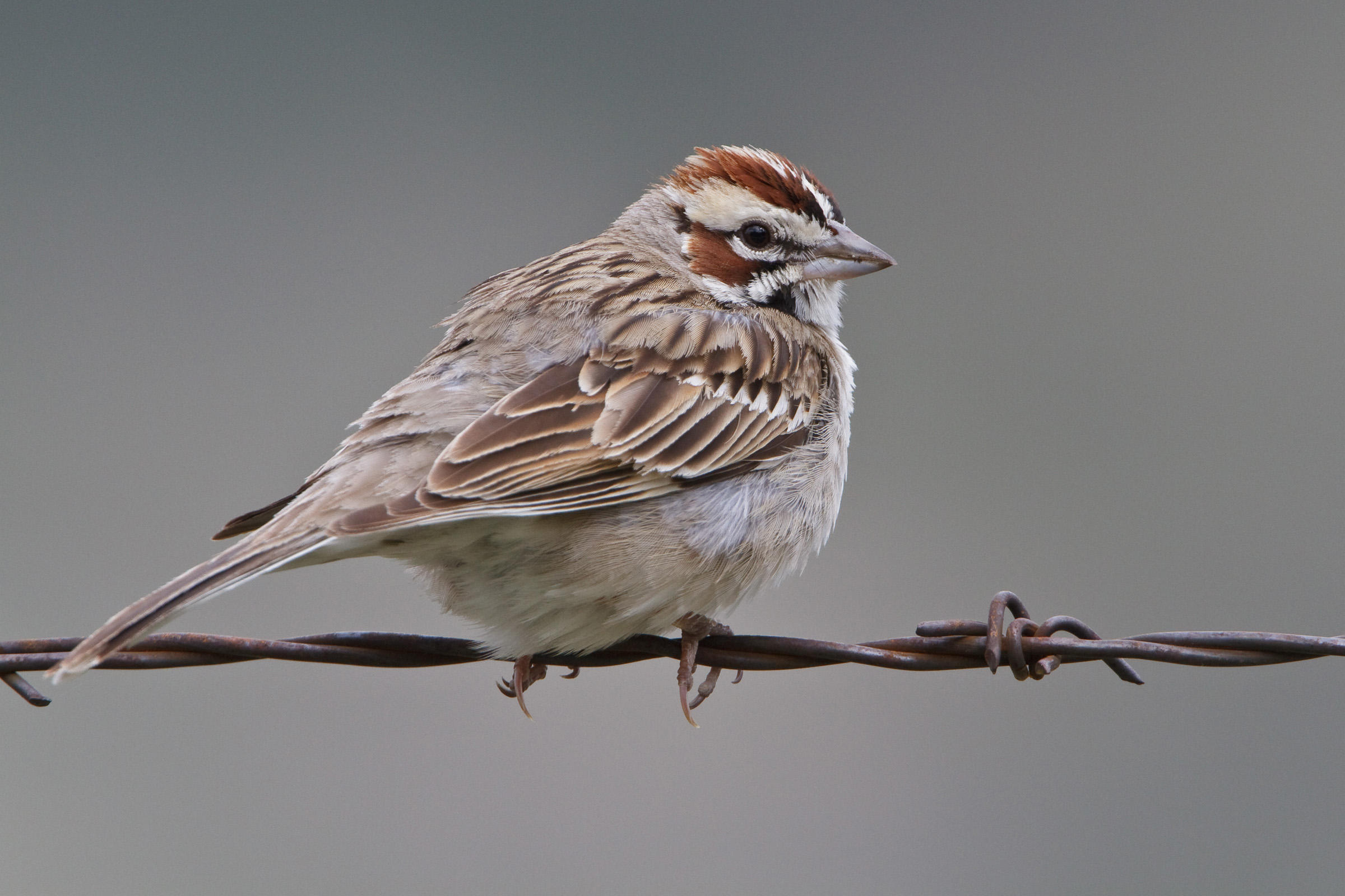 Lark Sparrow | Audubon Field Guide