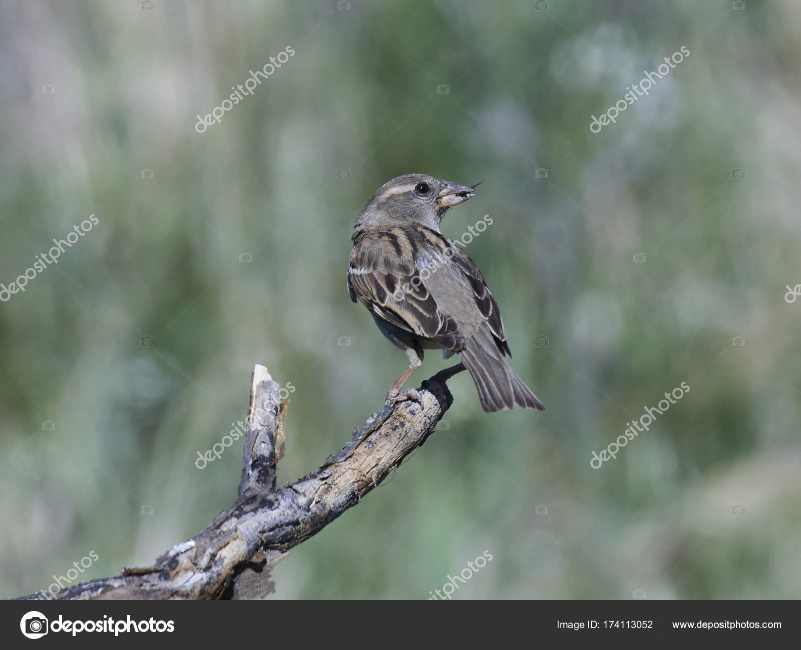 Rock sparrow (Petronia petronia) — Stock Photo © DennisJacobsen ...