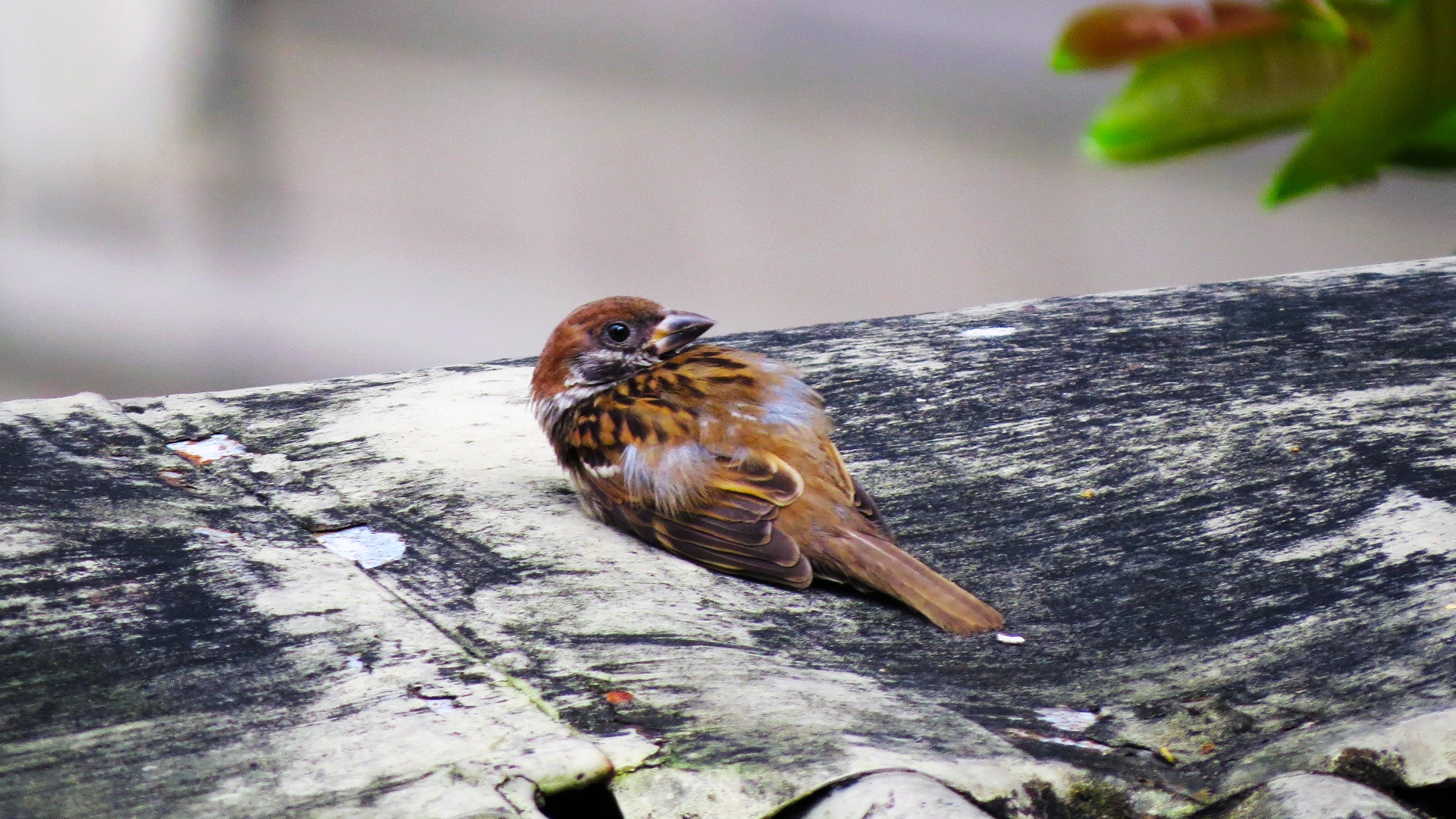 Resting sparrow