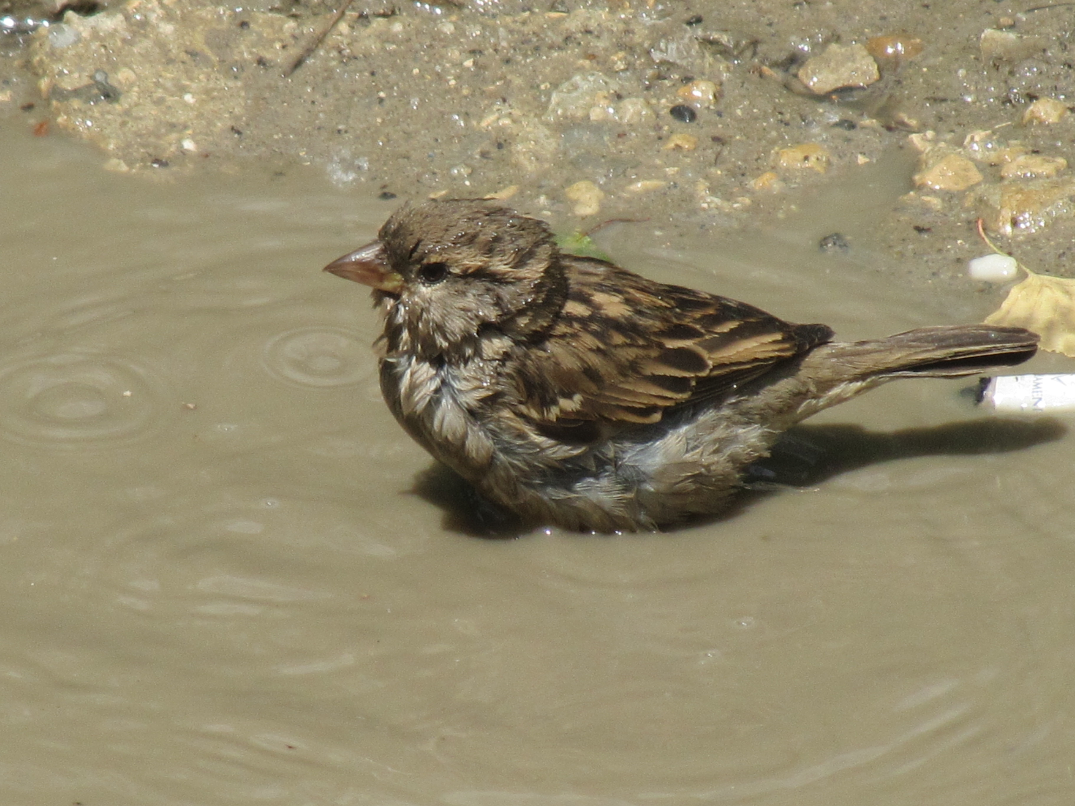 Sparrow taking a bath photo