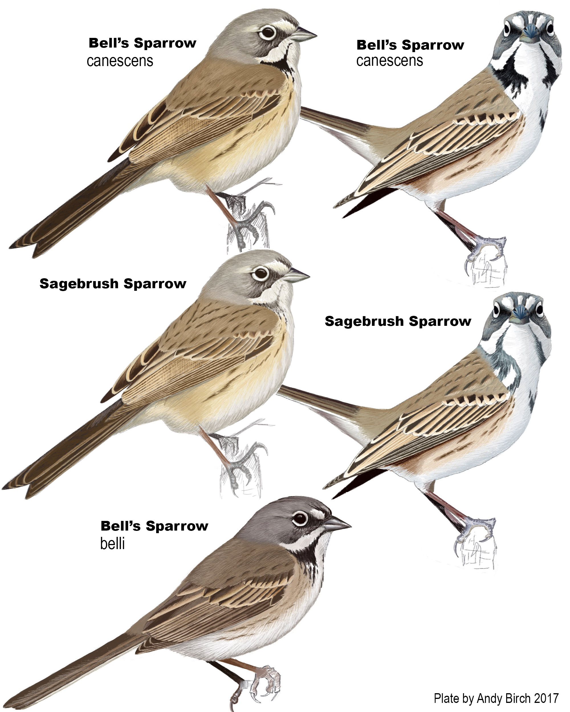 Bell's and Sagebrush Sparrow Identification - Surfbirds