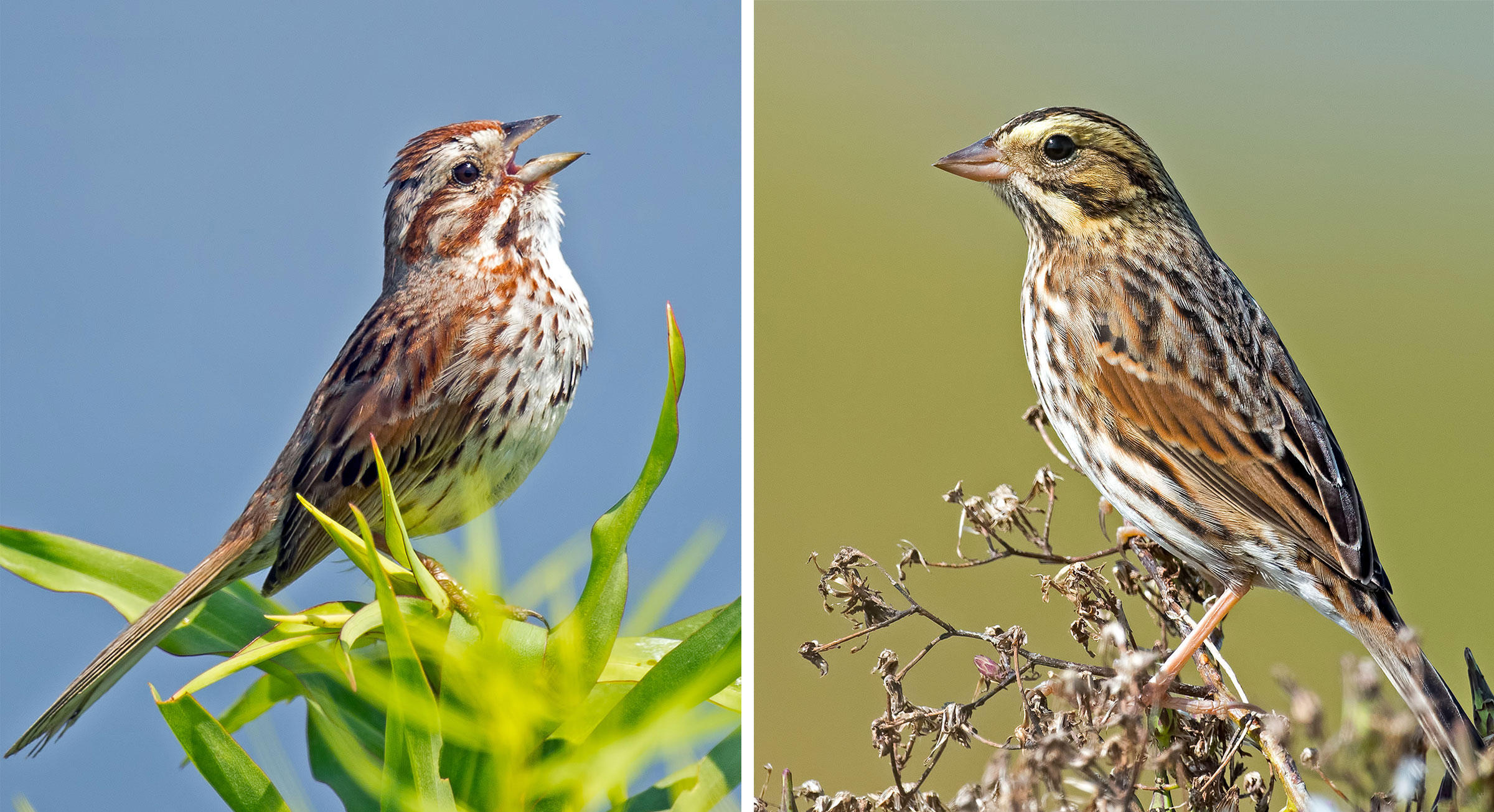 The Biggest Differences Between Song and Savannah Sparrows - Bird ...