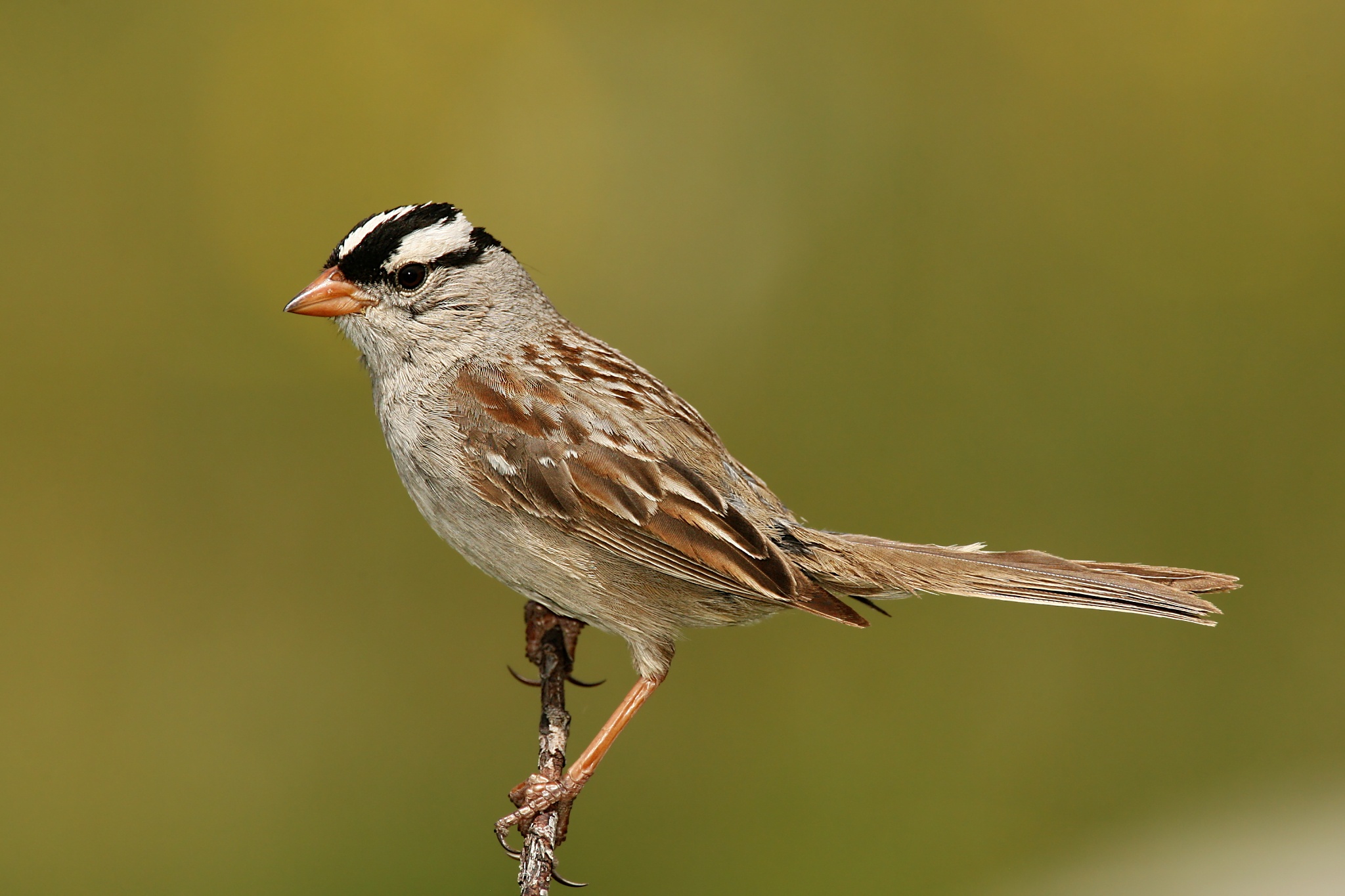 File:White-crowned-Sparrow.jpg - Wikimedia Commons