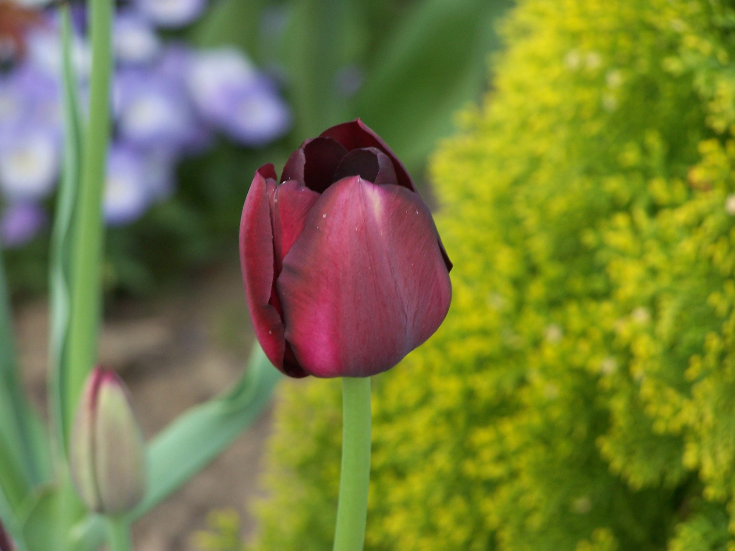 Special dutch tulips in spring photo
