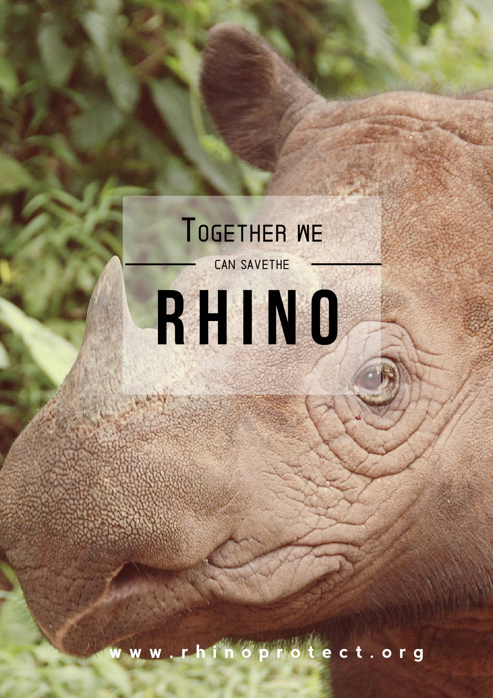 Rhino Specie of the week- Sumatran Rhino – Rhinoprotect