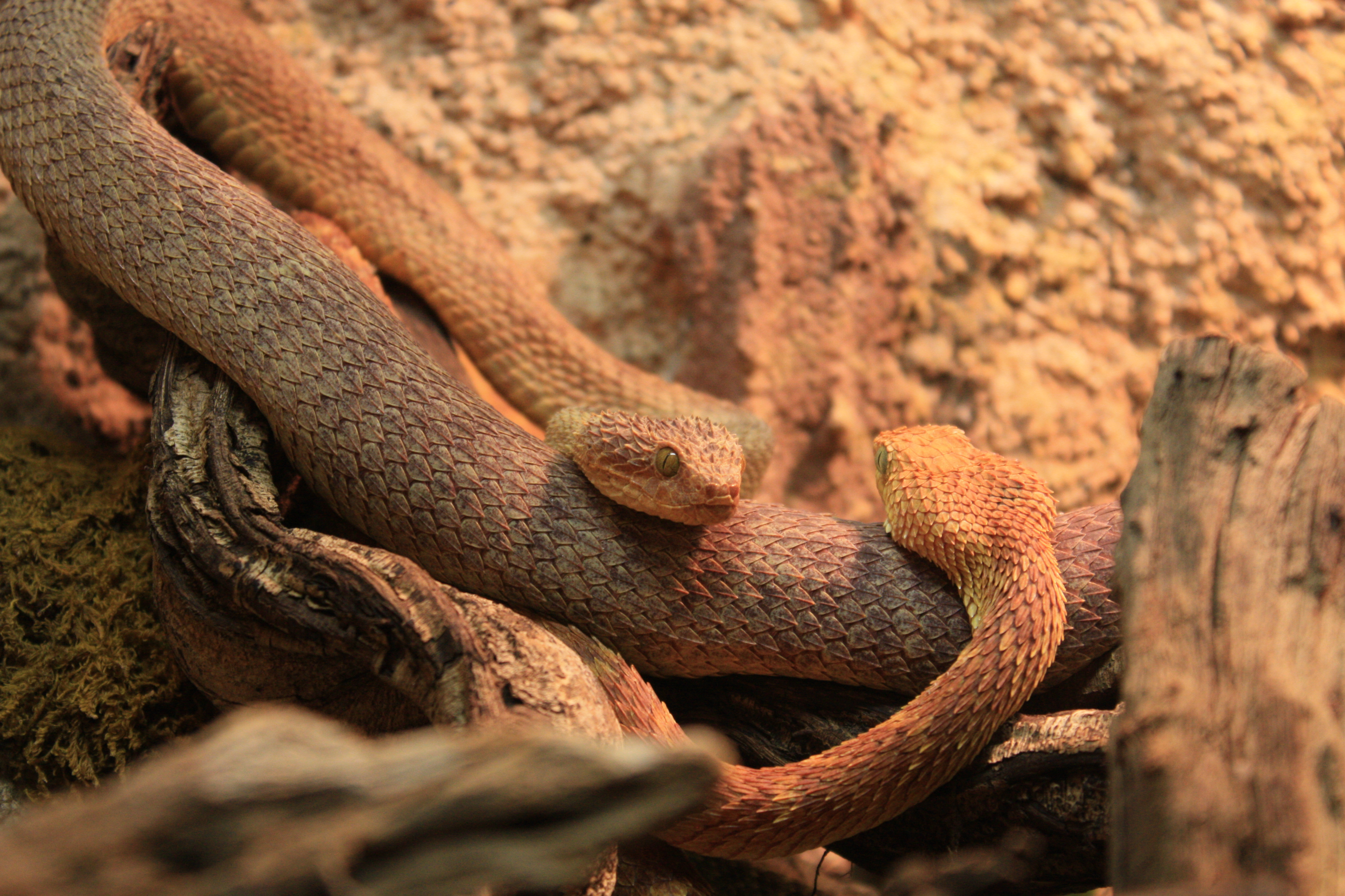File:Snake (unknown specie, 1) Vivarium - Lausanne - Switzerland.jpg ...