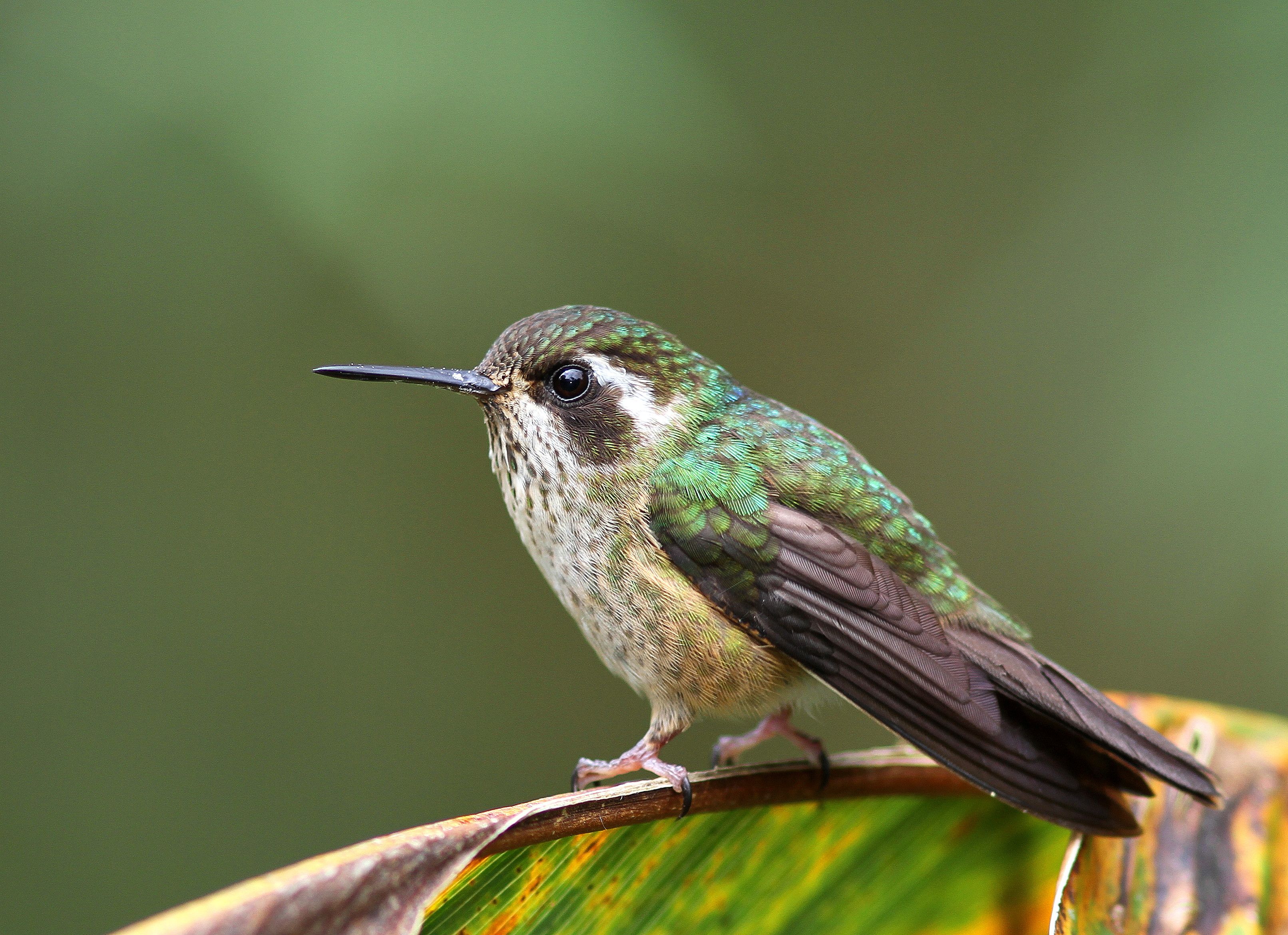Speckled hummingbird | Linda | Pinterest | Hummingbird