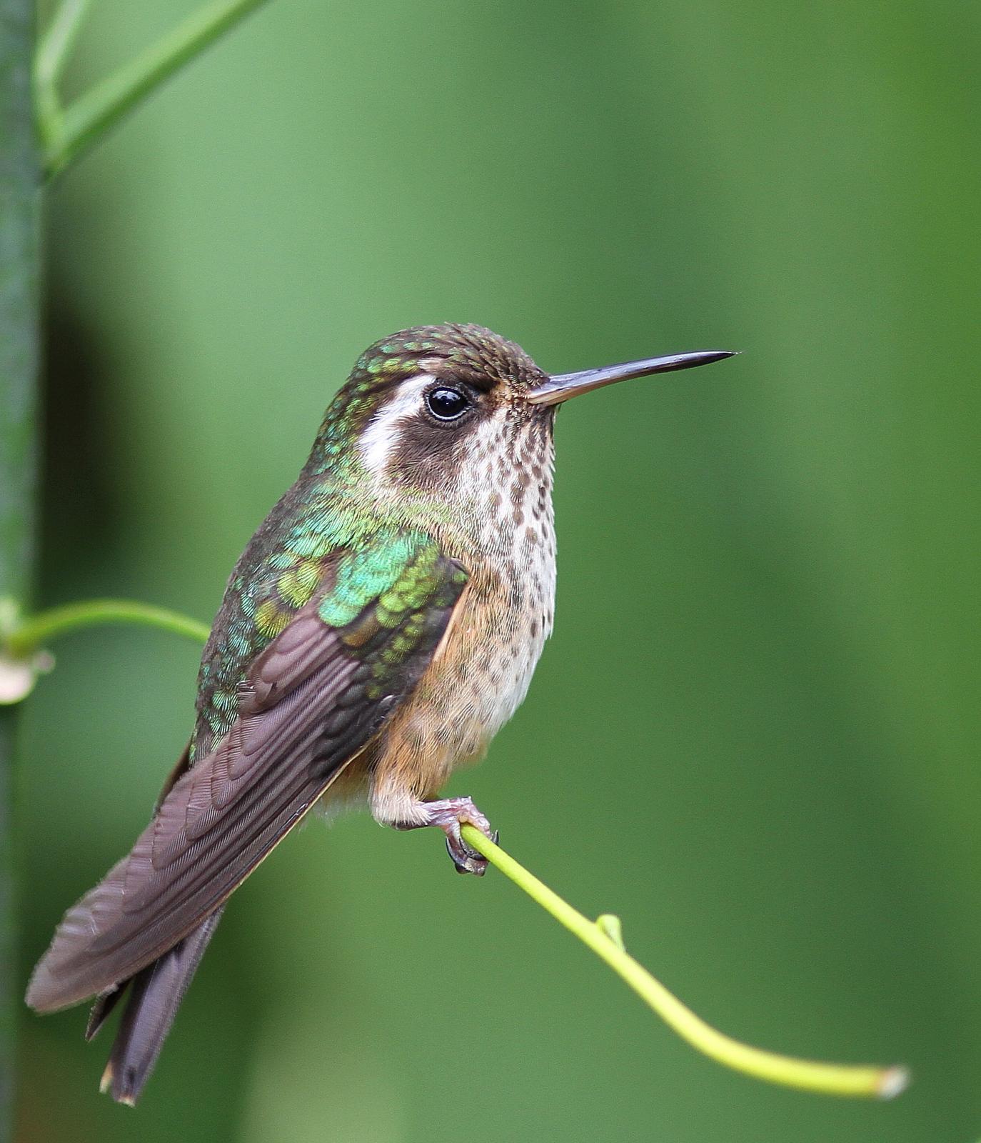 Speckled Hummingbird (Adelomyia melanogenys) On a branch | the ...