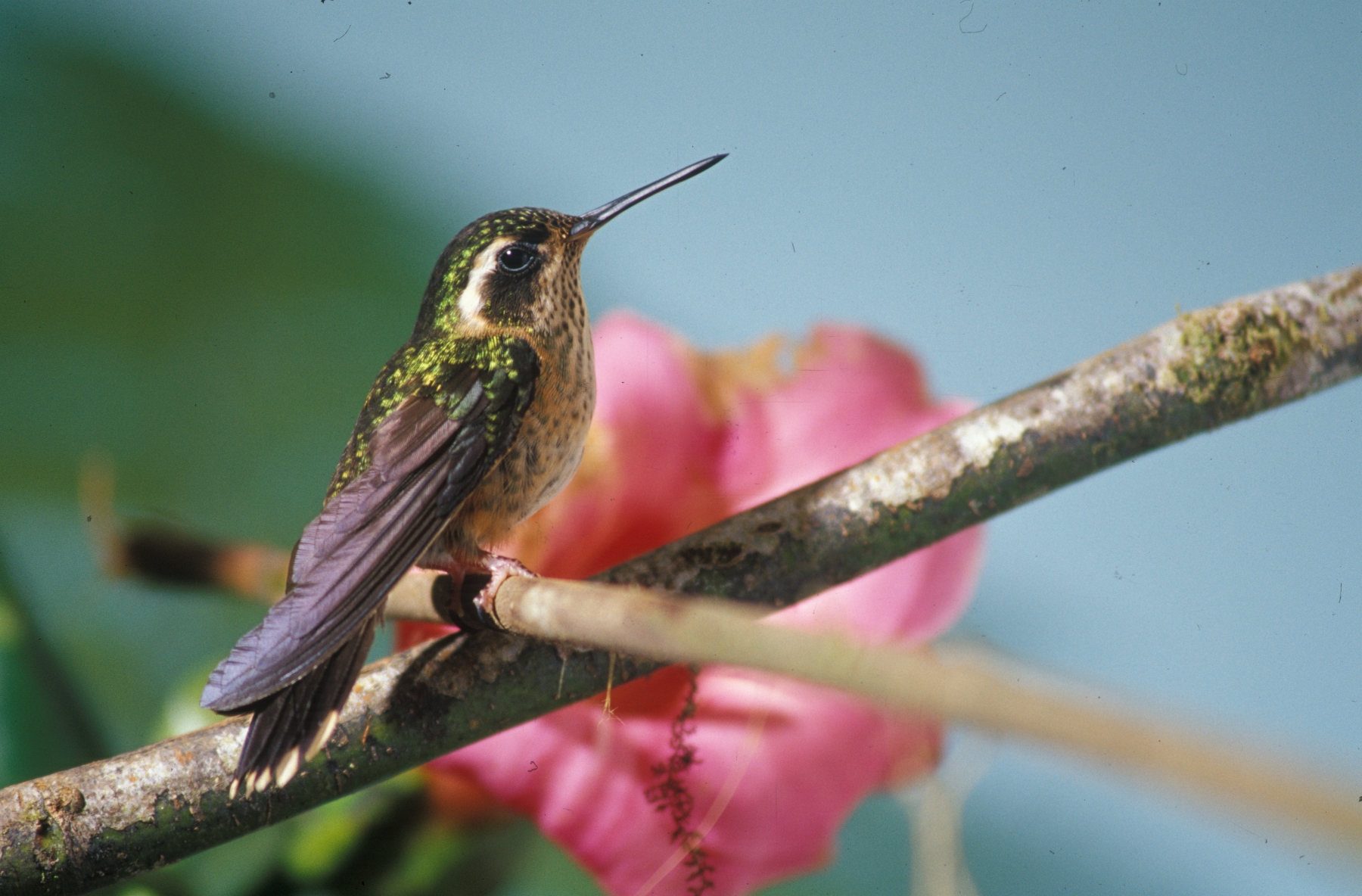 File:Speckled hummingbird (Adelomyia melanogenys).jpg - Wikimedia ...