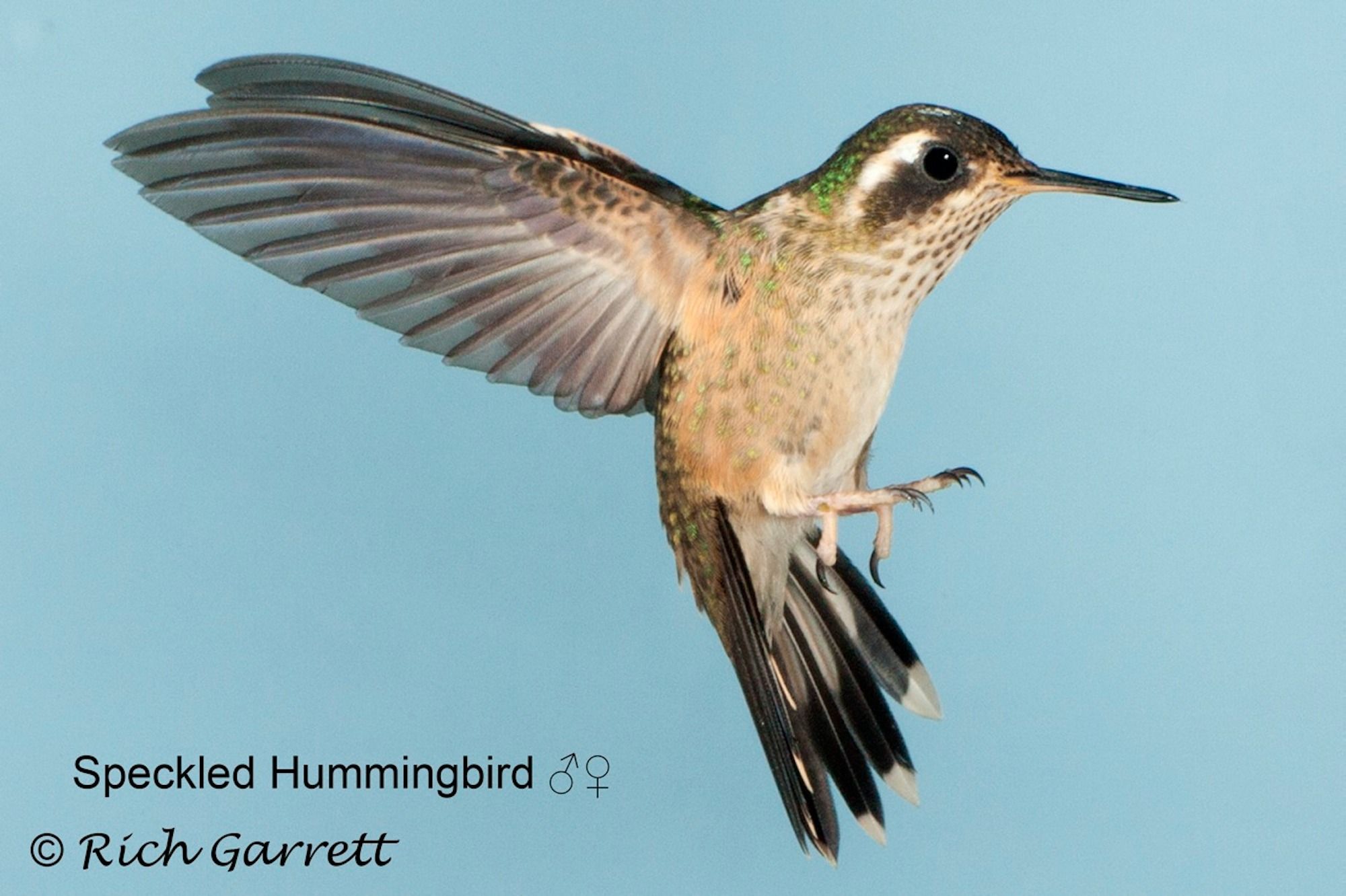 Speckled Hummingbird (Adelomyia melanogenys) Tandayapa Lodge ...