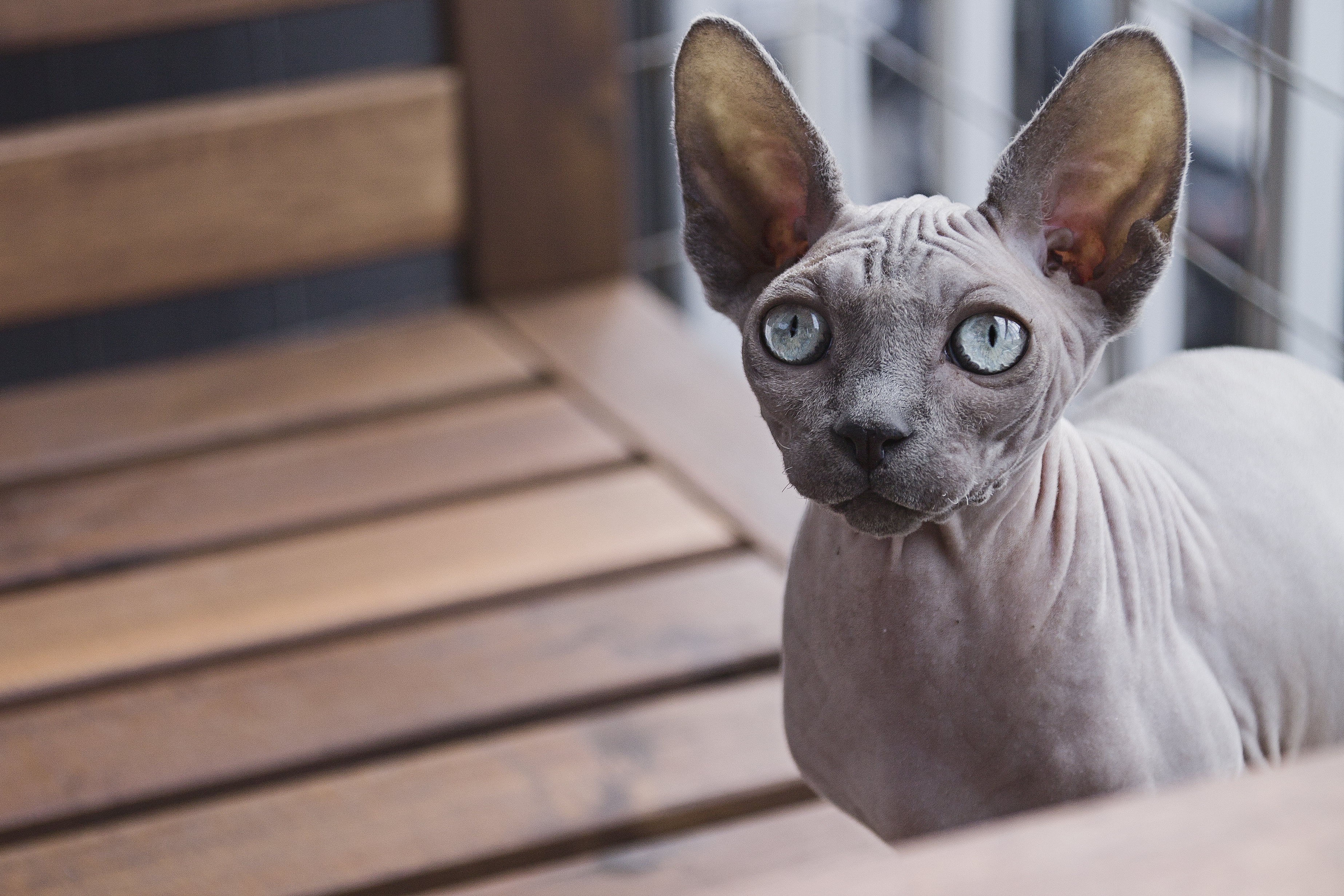 Sphynx Cat - A Hairless Exotic Cat Breed - Hairless Cat