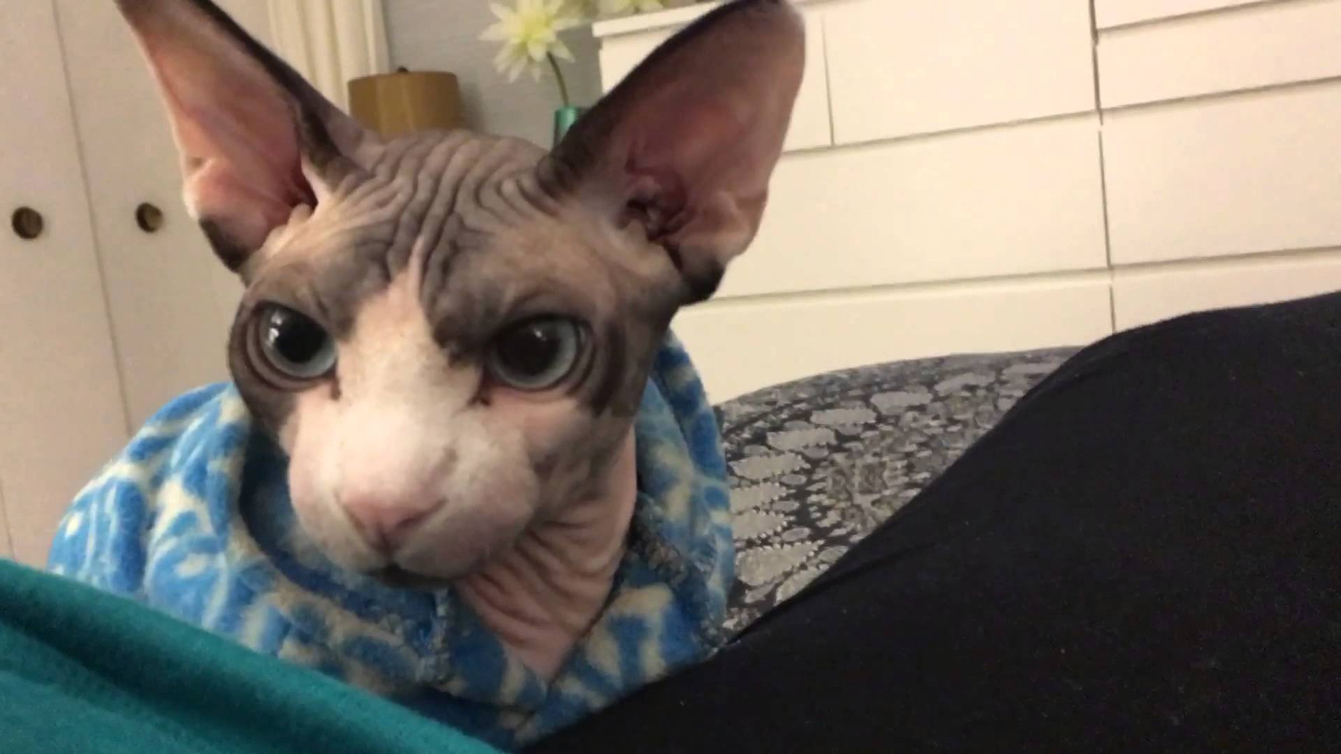 Sphynx Cat - things to know about the breed - YouTube