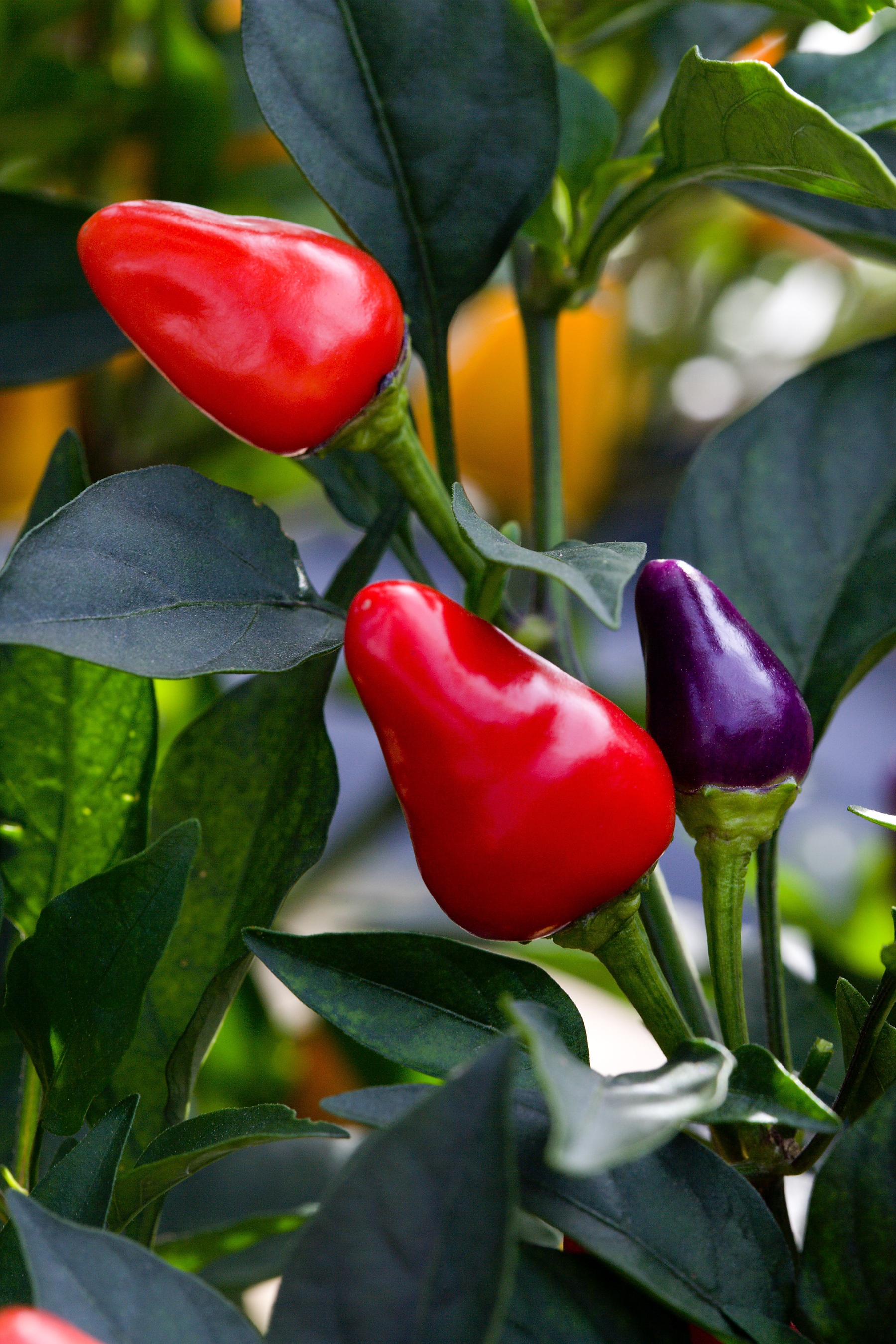 Spicy peppers photo