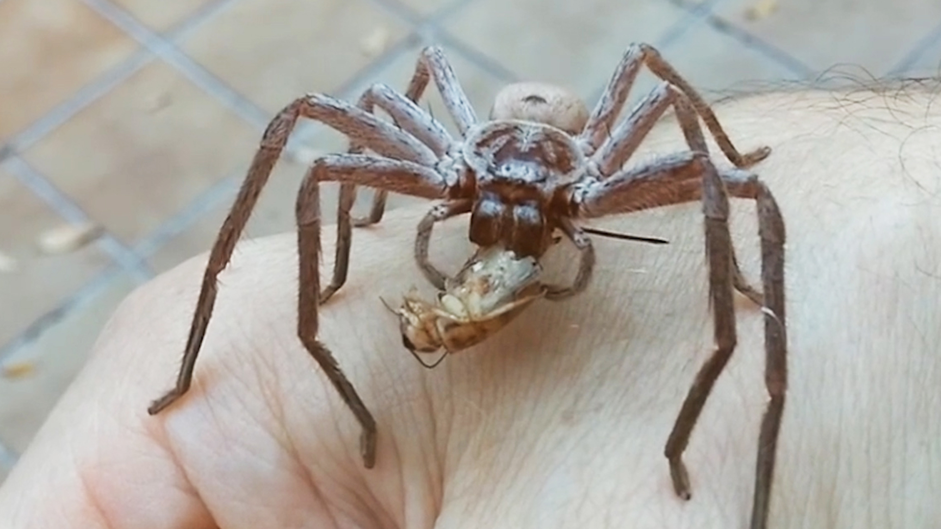 Giant Spider Devours Cricket On Man's Hand