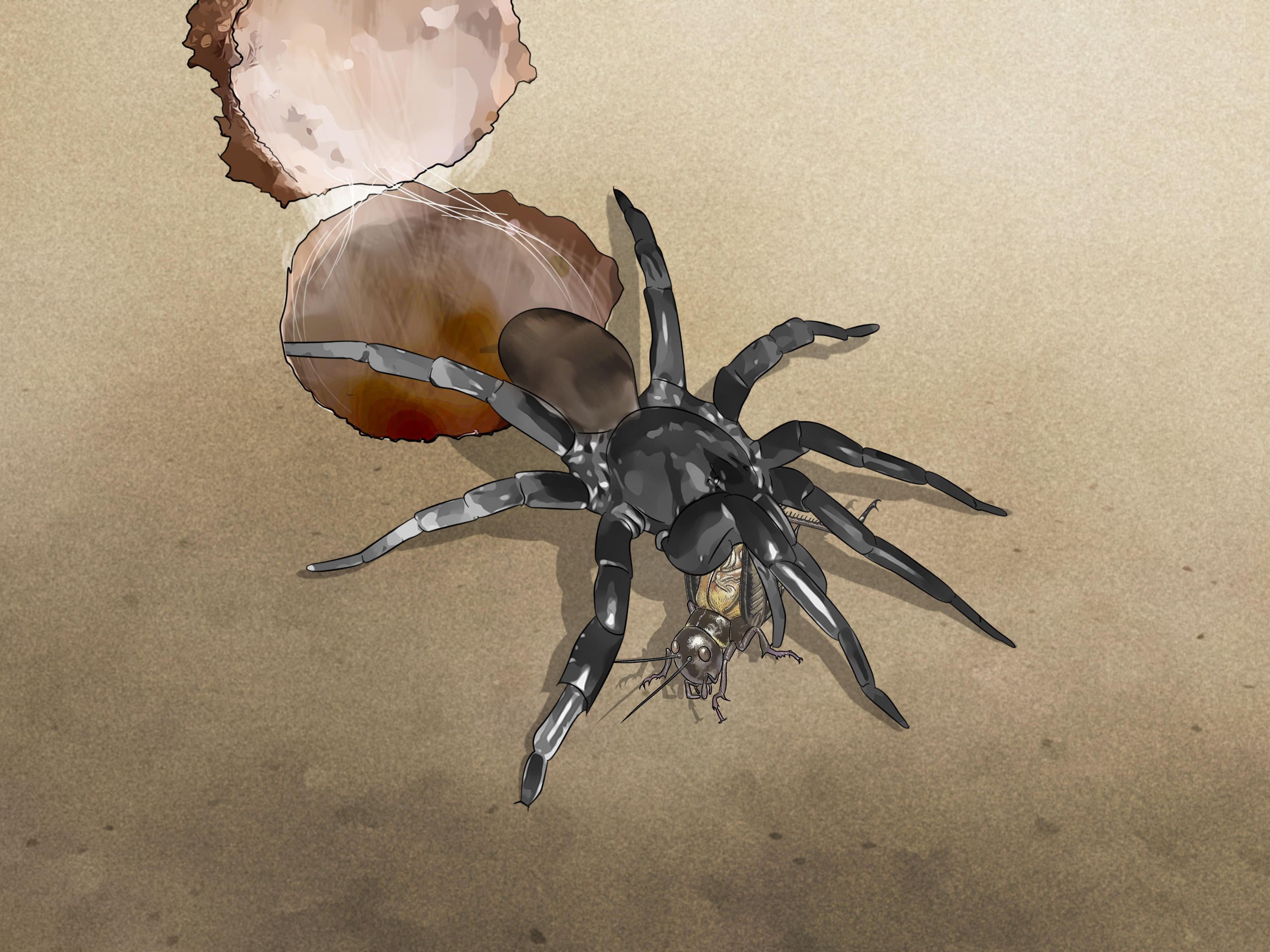 How to Identify a Trapdoor Spider: 9 Steps (with Pictures)