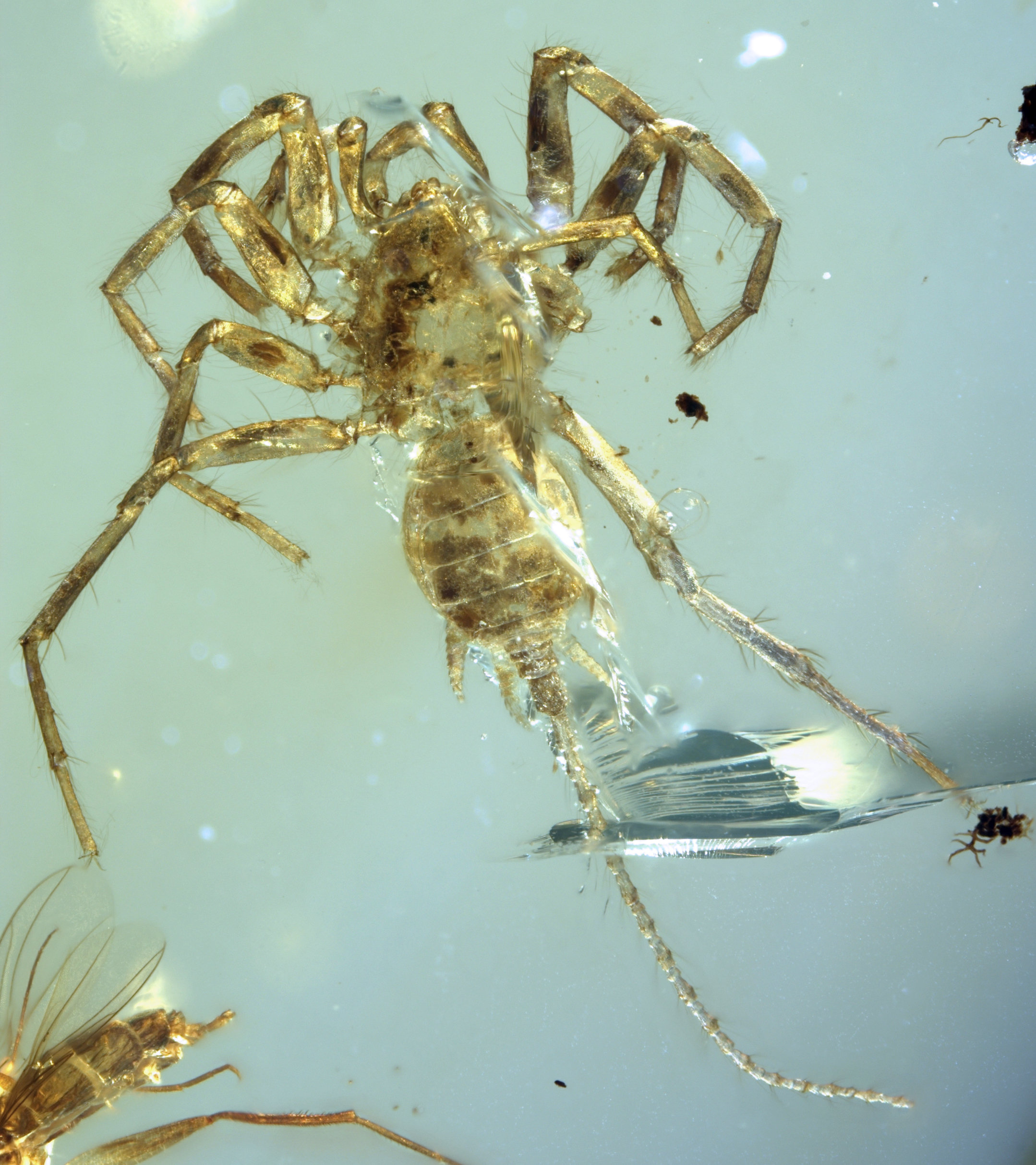 Remarkable spider with a tail found preserved in amber after 100 ...