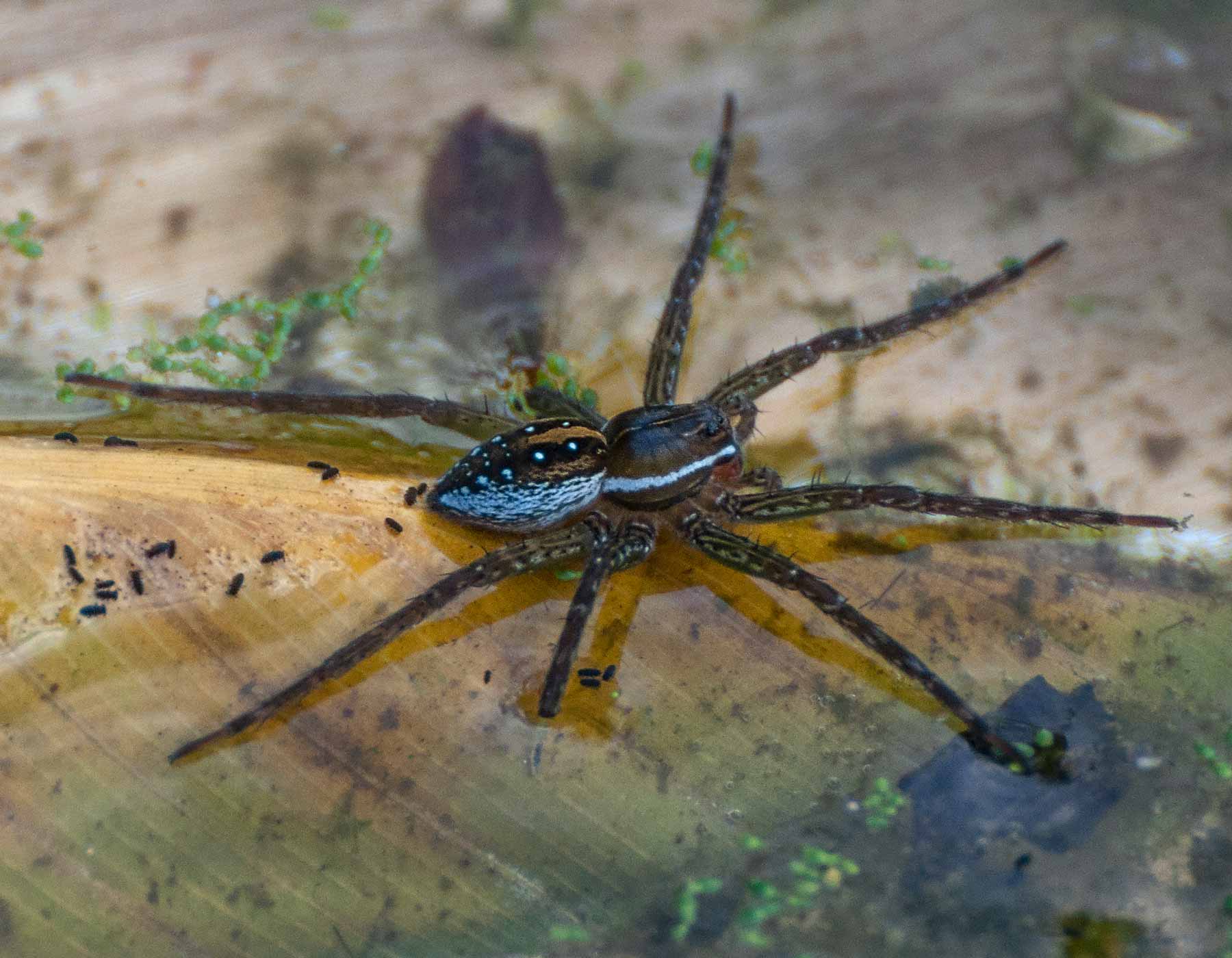 Spotted Fishing Spider Six-Spotted Fishing Spider | MDC Discover Nature