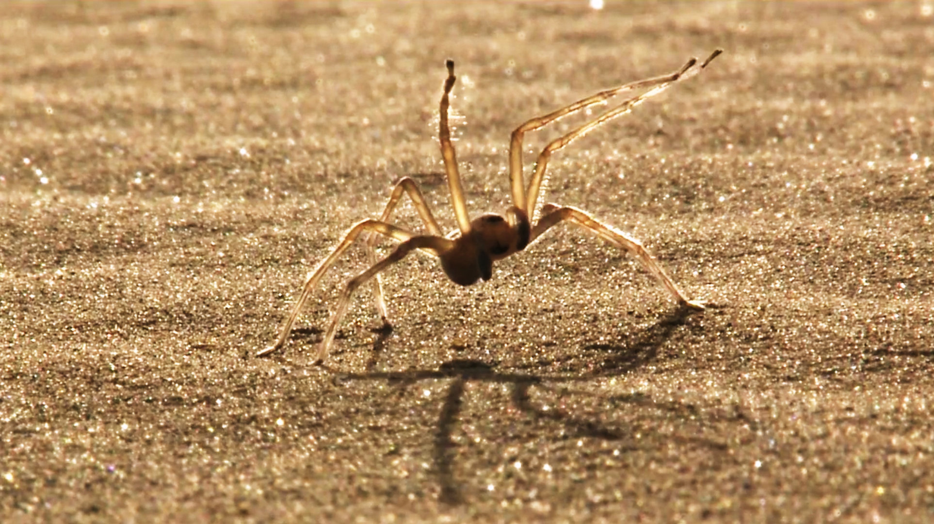 ScienceTake | Tumbling Spider - Video - NYTimes.com