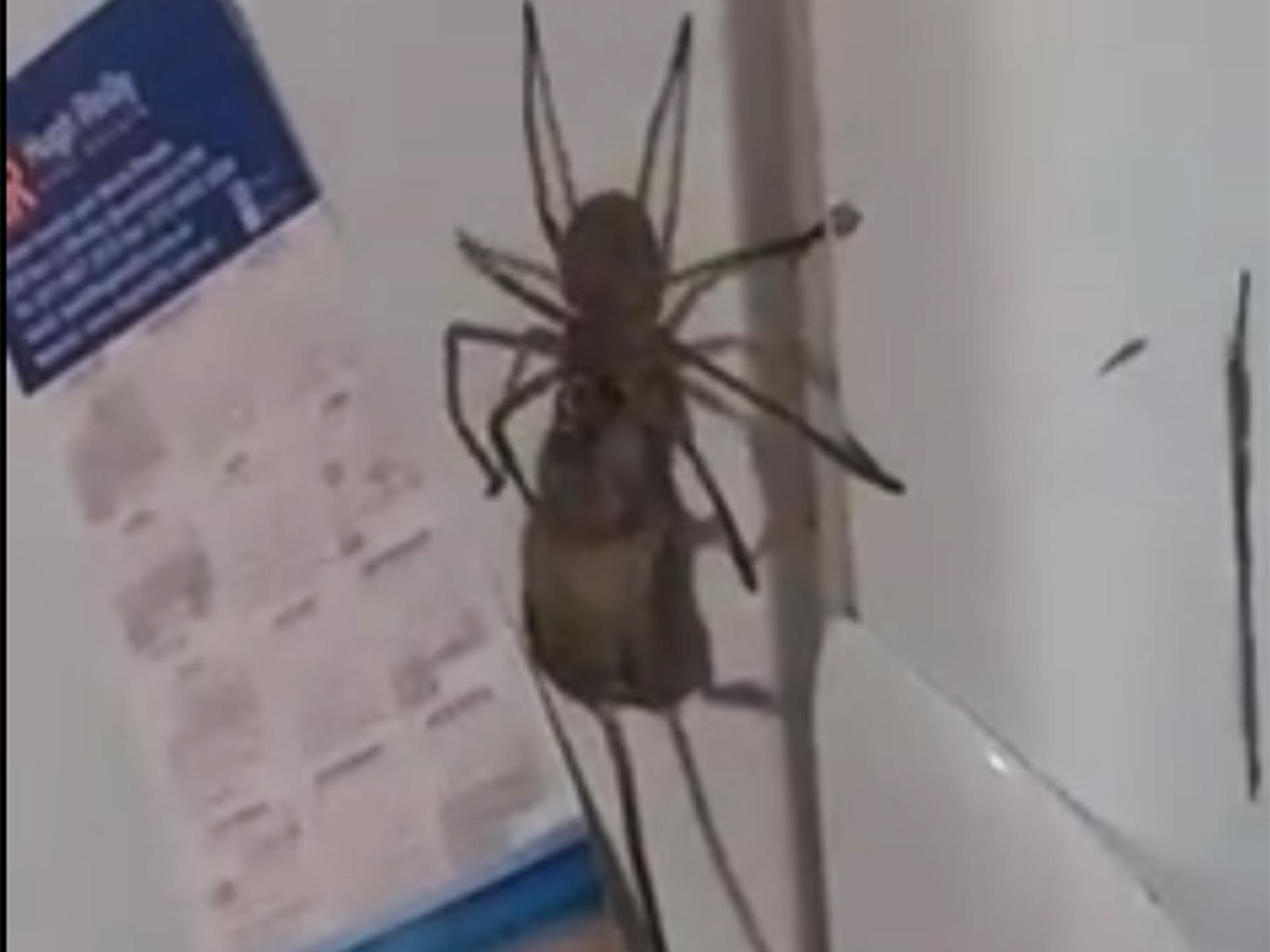 Huge spider eats large mouse in nightmarish video footage | The ...