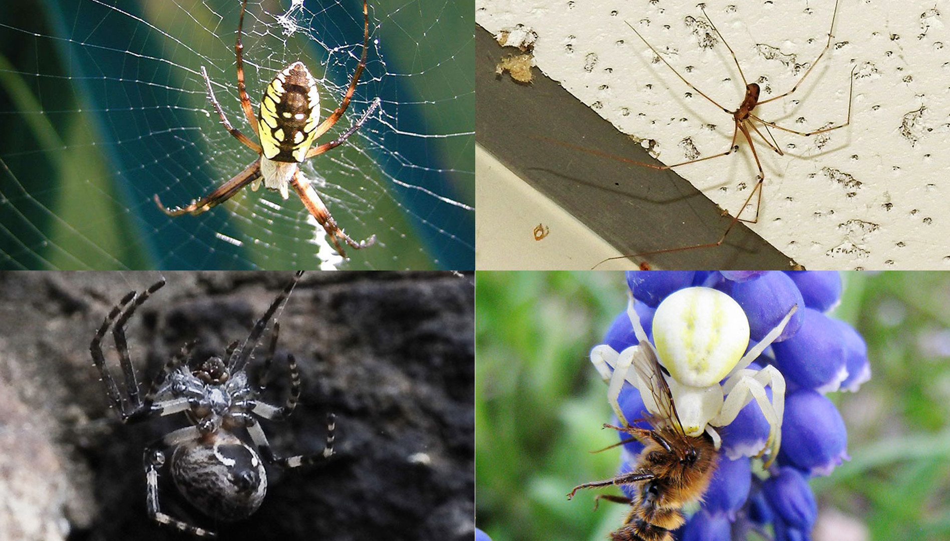 What's up with all the spiders? Plus common types you'll see around ...