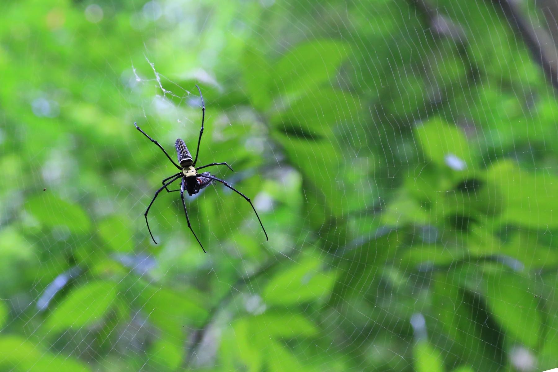 Golden Orb Web Spider - KHAO SOK National Park, Thailand