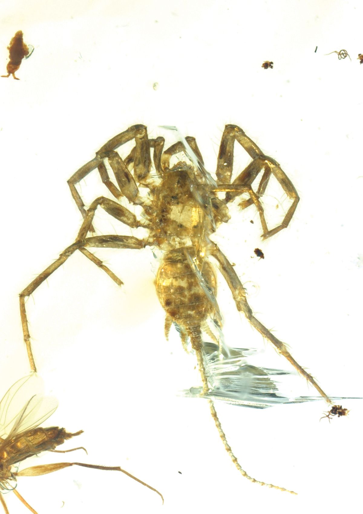 It is possible to make spiders creepier, ancient fossils in amber ...