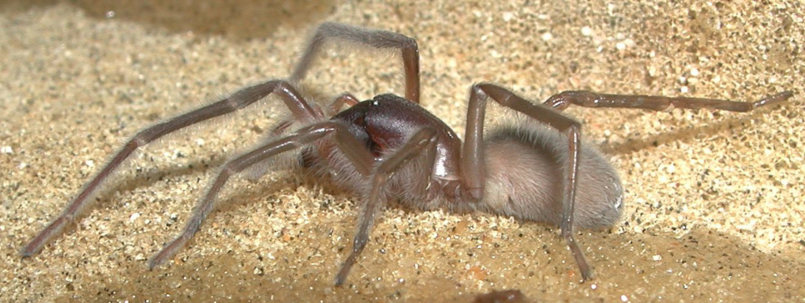 New species of marine spider emerges at low tide to remind ...