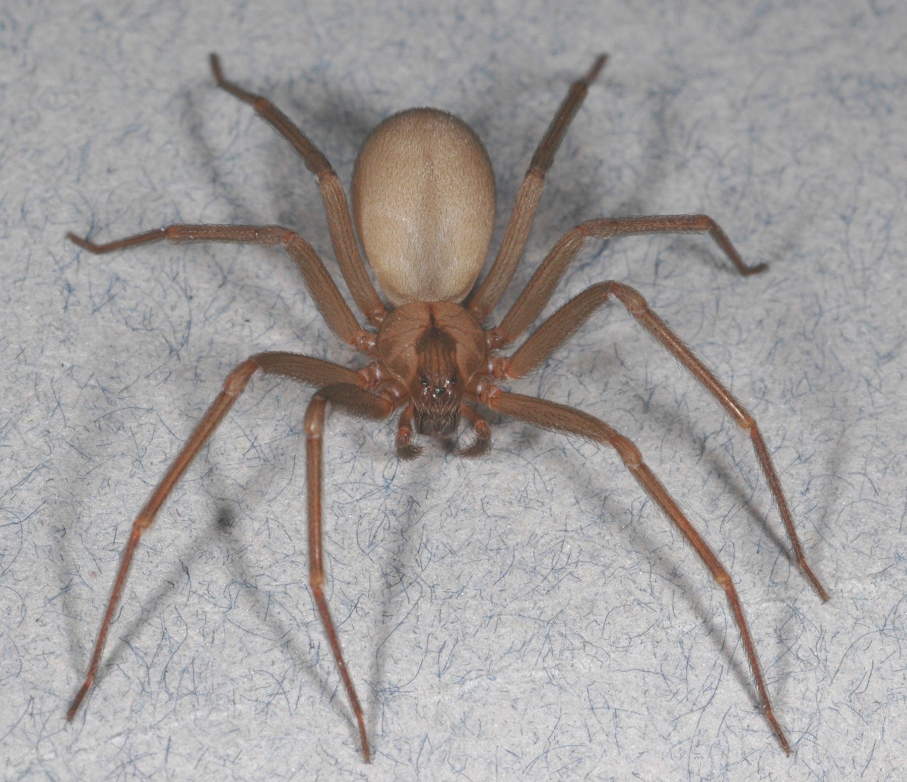 Brown recluse: Pest management tips for the spider that's not as ...