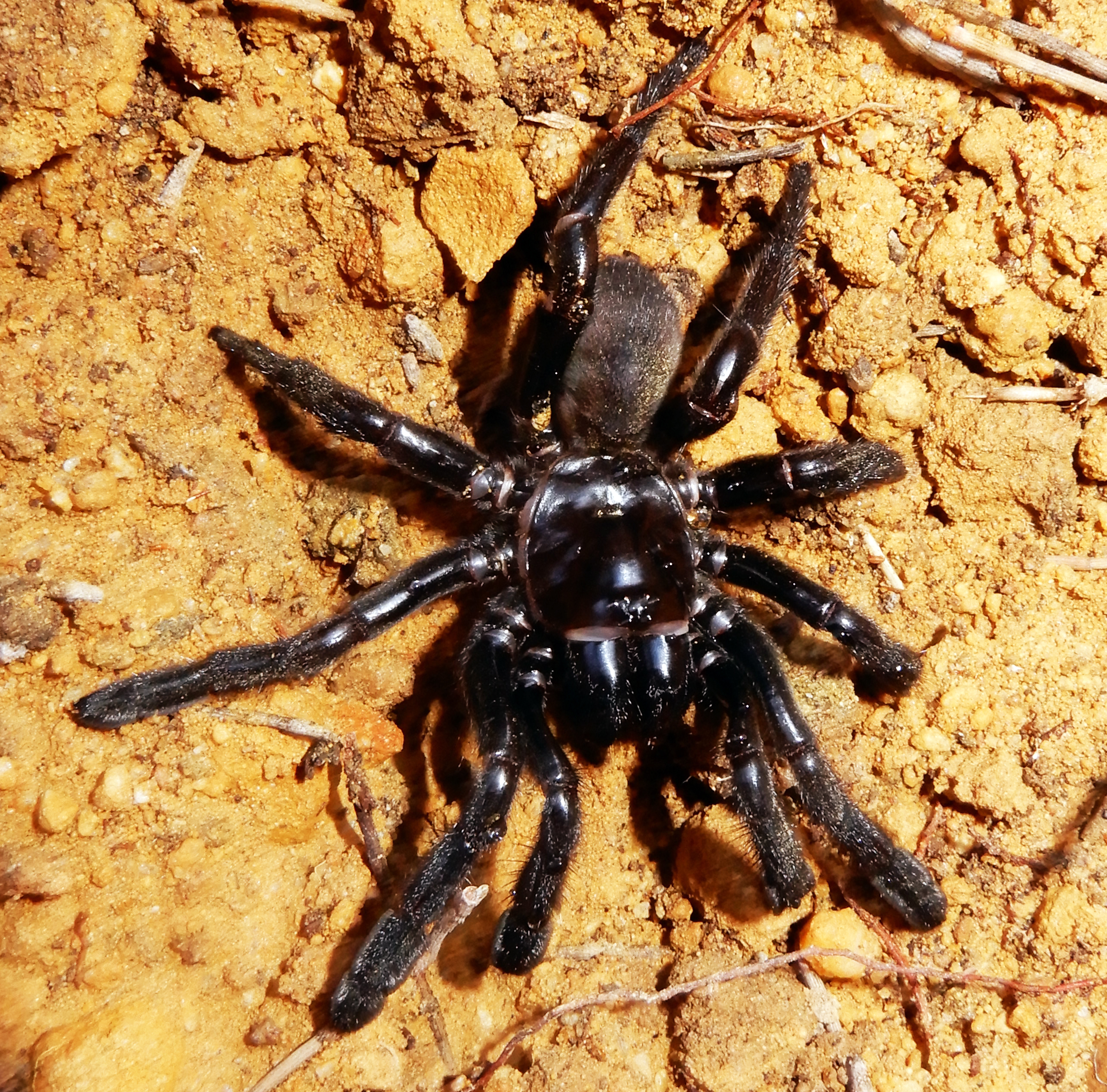 The World's Oldest Spider Dies in Australia at Age 43 | Time