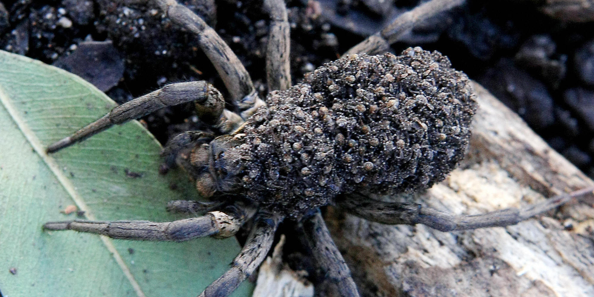 Death Blow To Wolf Spider Spawns Short-Lived Brood Swarm | HuffPost