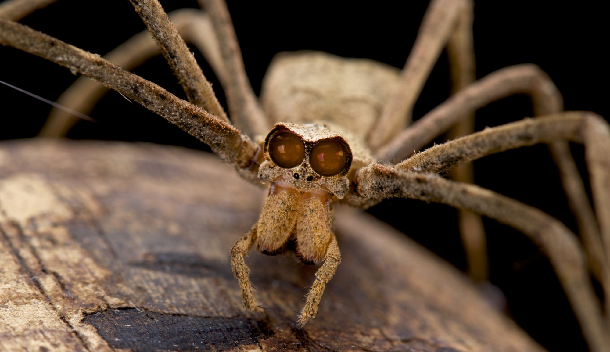 Ogre-Faced Spider Facts | Insects in Education