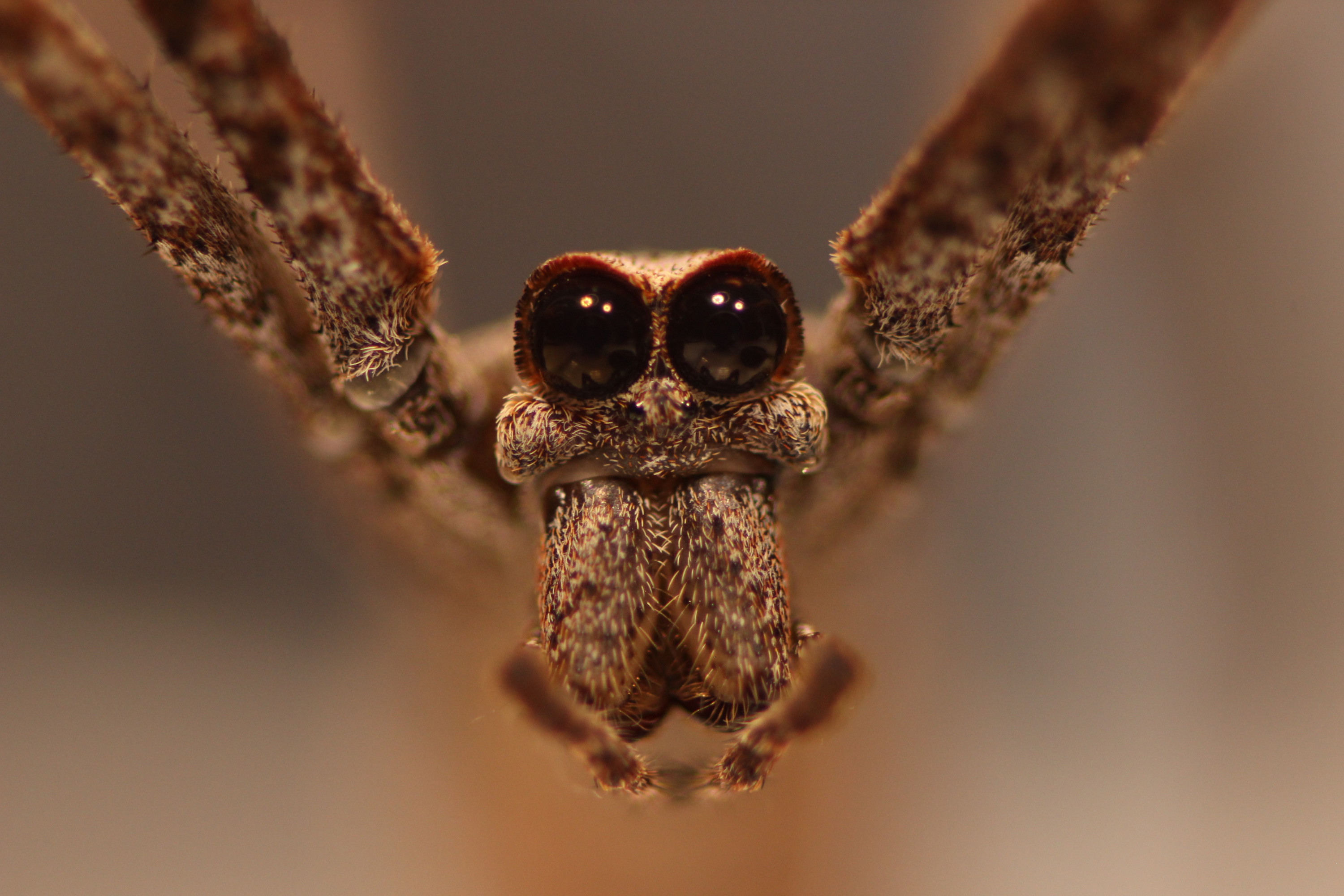 Big spider eyes put more insects on the menu | Cosmos