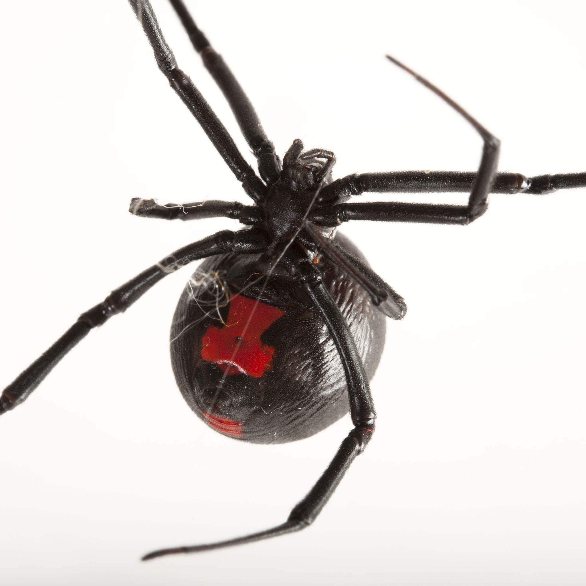 Black Widow Spiders – Remedia