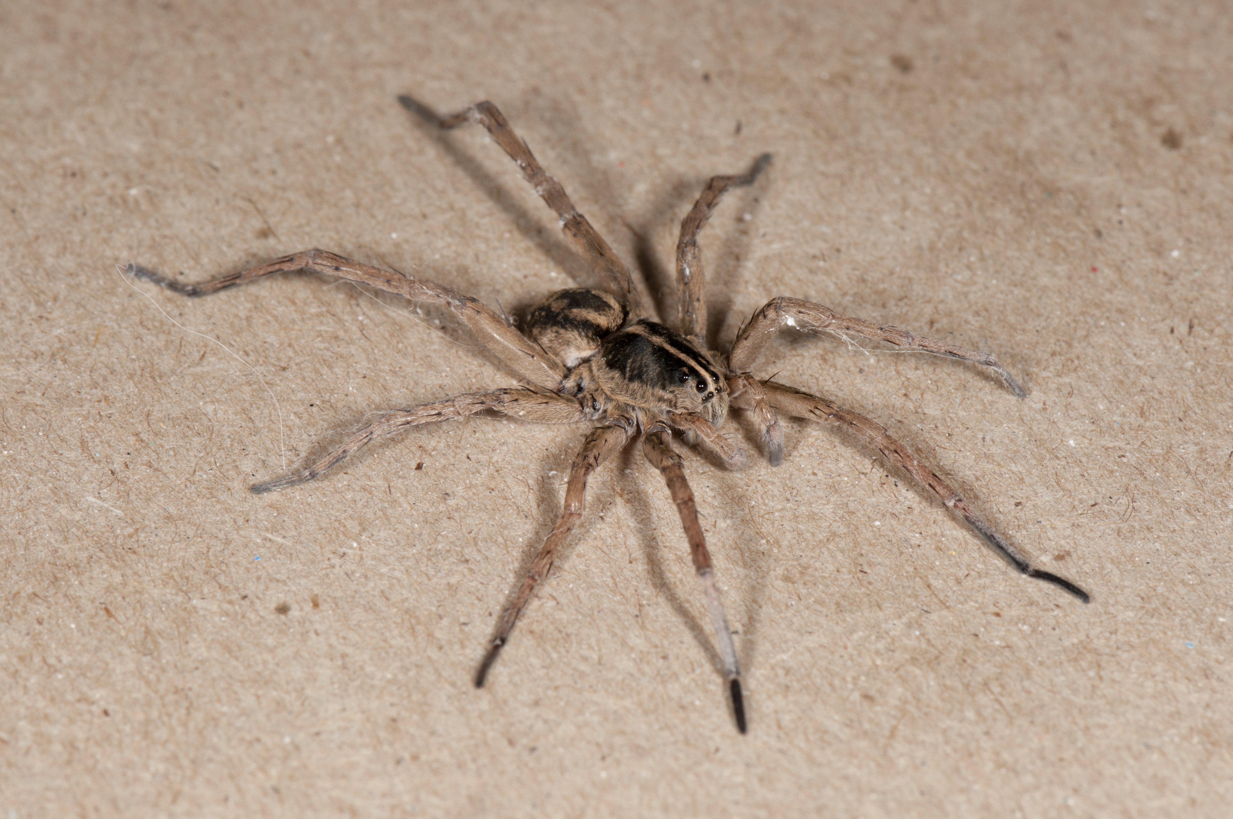 big and scary spiders | spidersrule