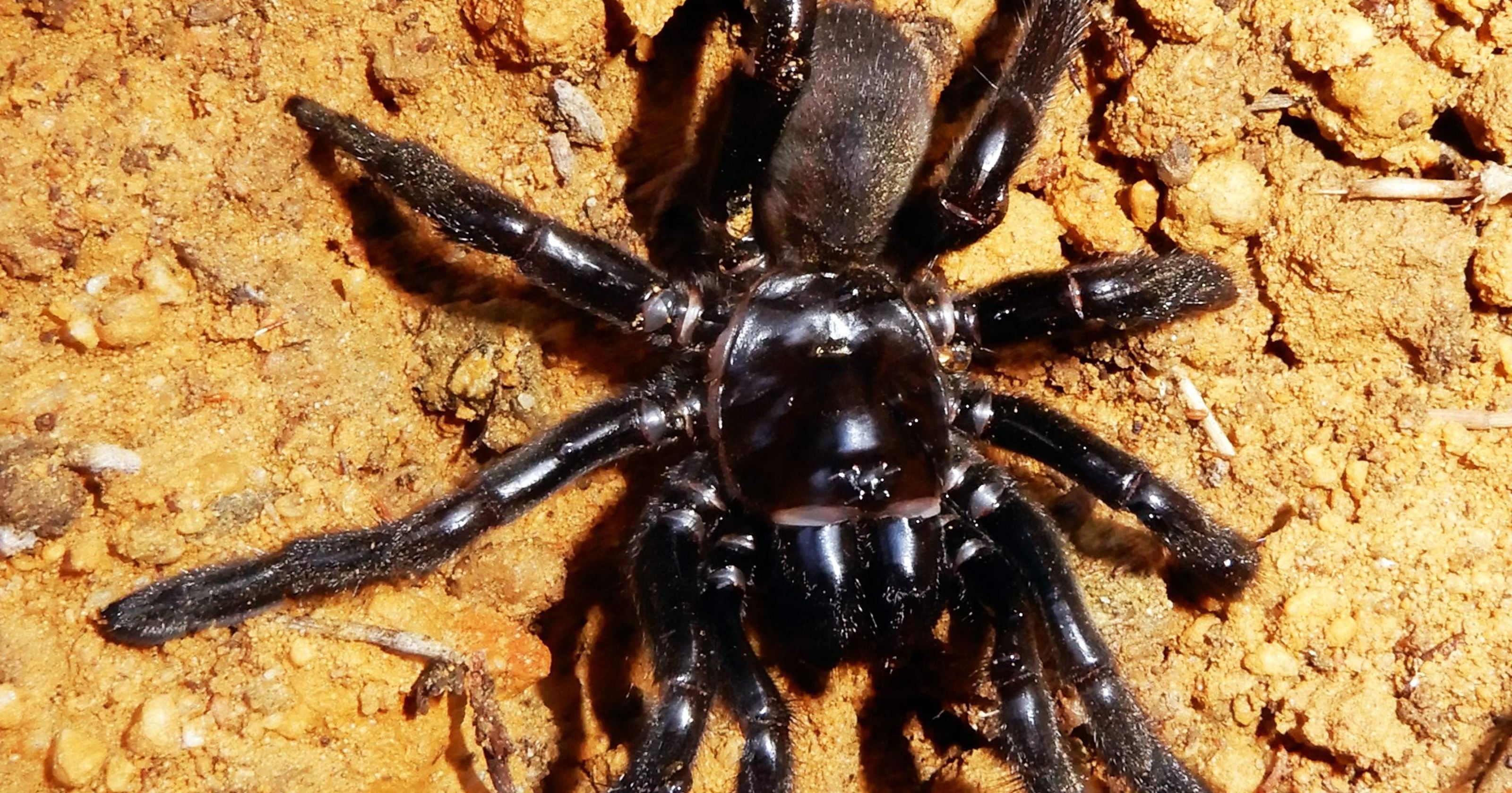 World's oldest-known spider dies in Australia at 43 — from wasp sting