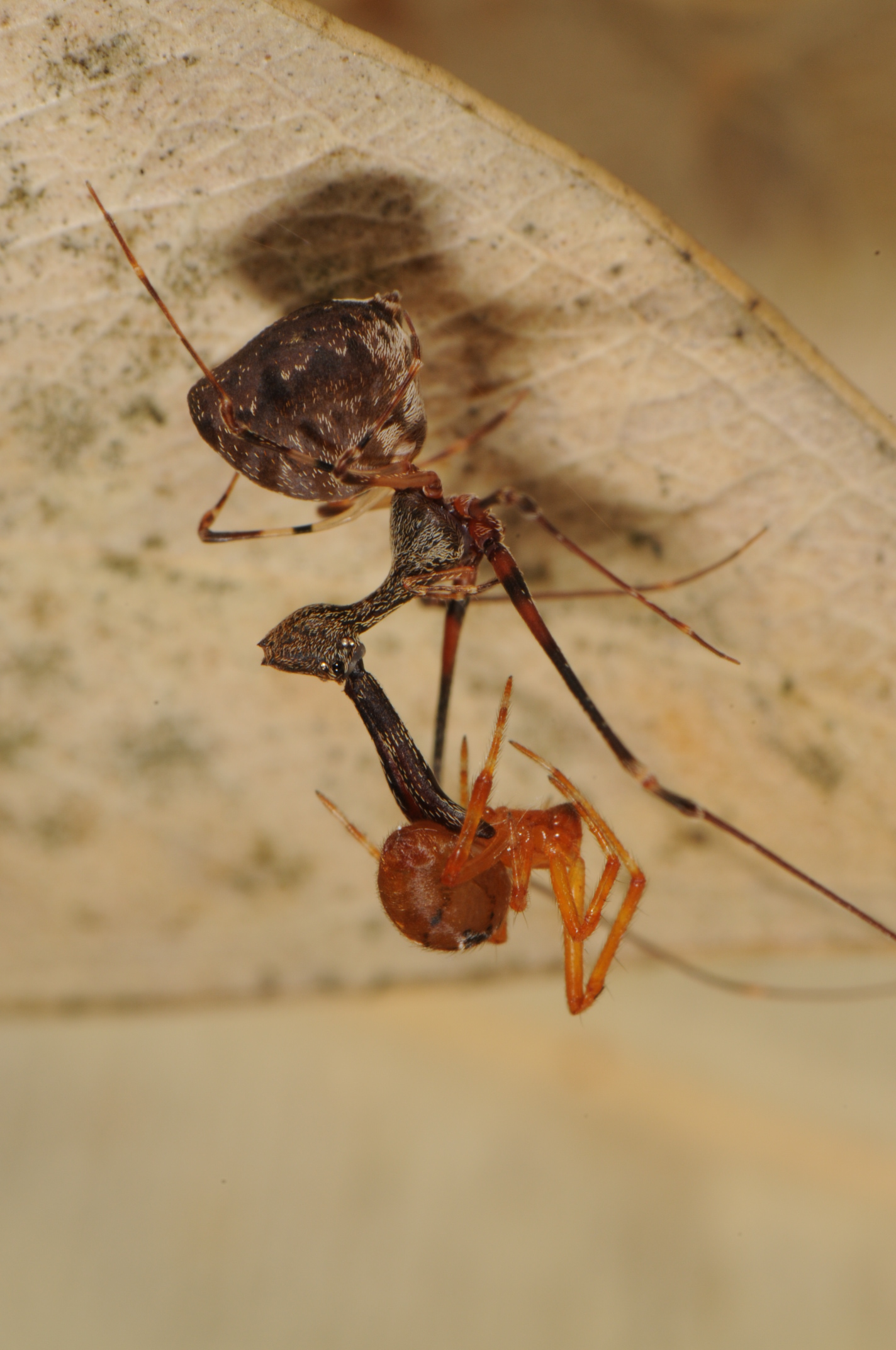 Scientists Discover 18 New Spider-Hunting Pelican Spiders in ...