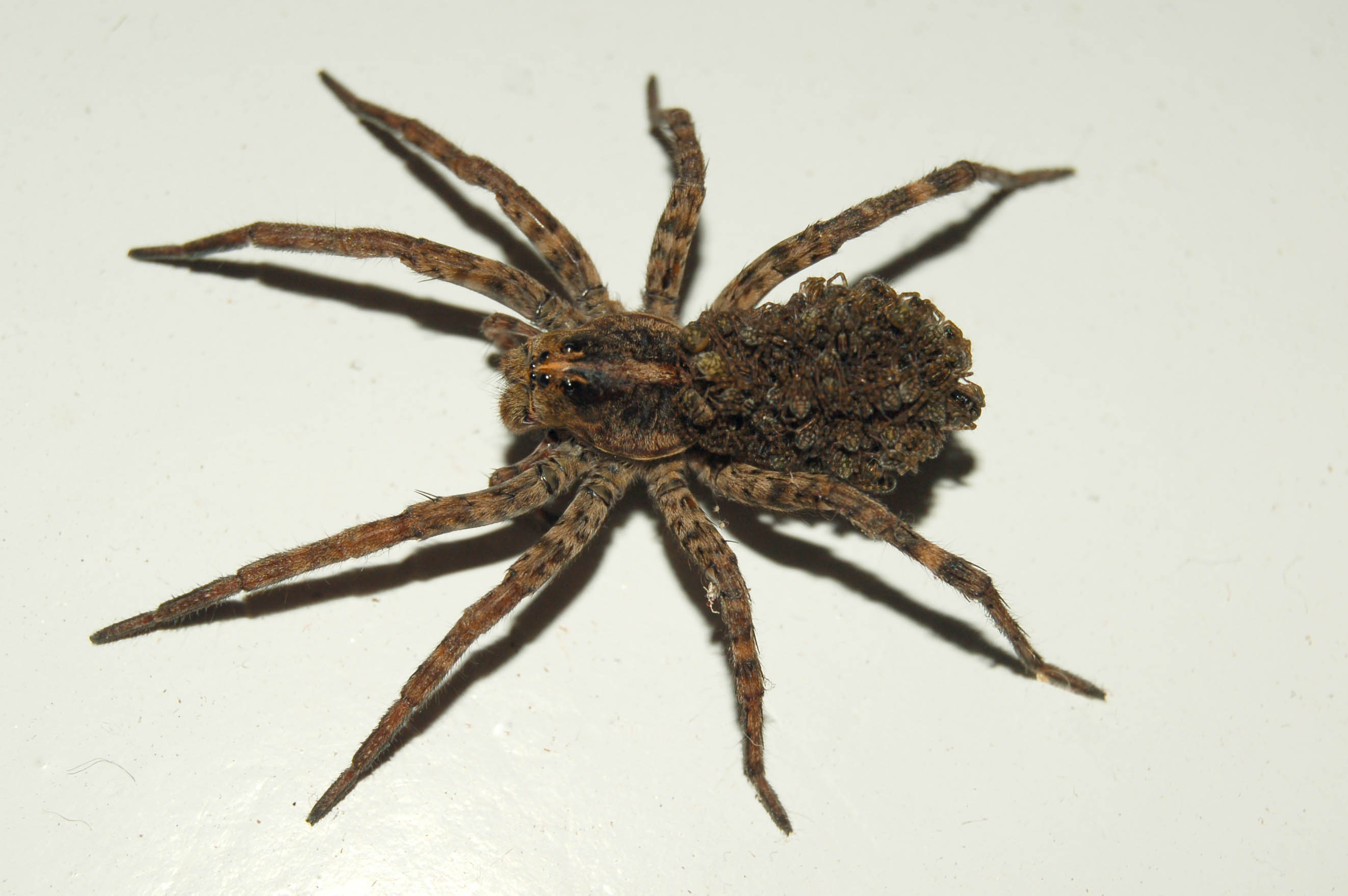 Brown Recluse Spider Trenton | Greenshield Pest Control