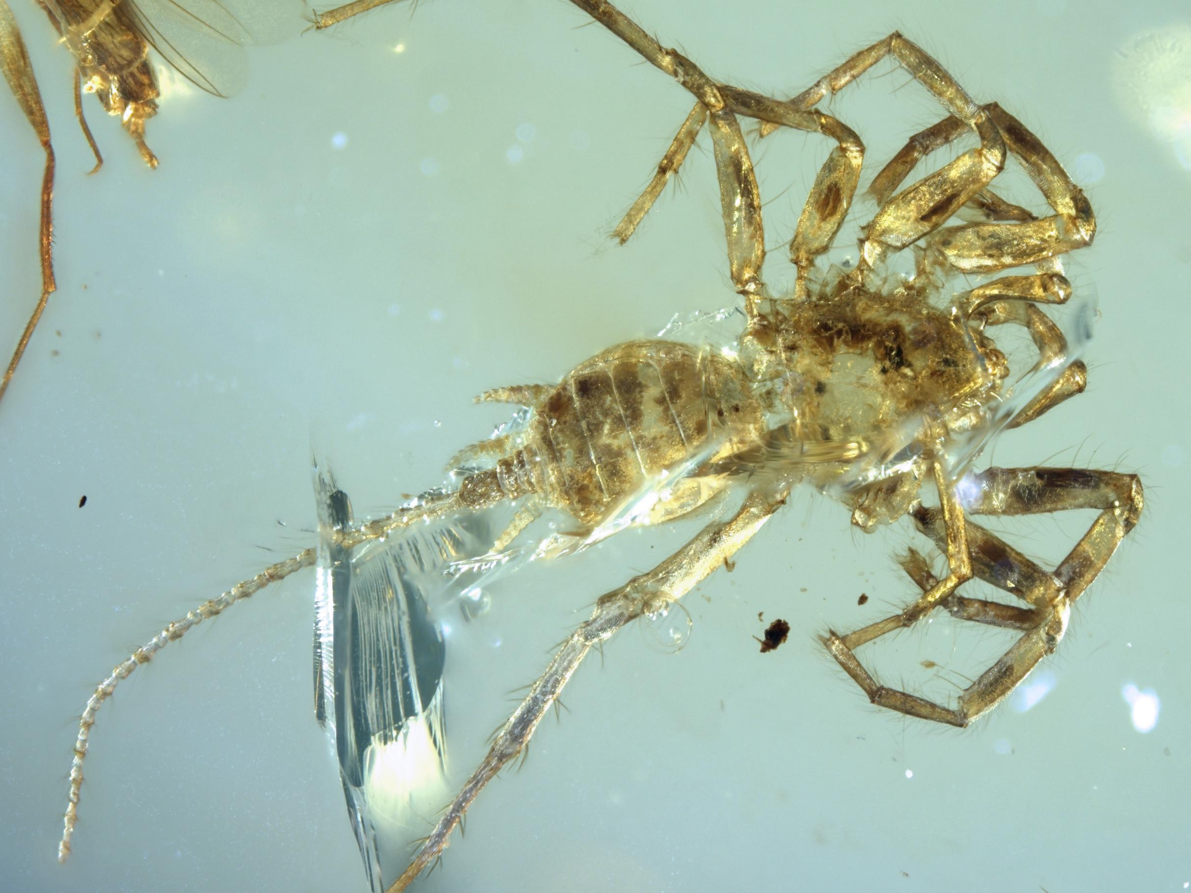 Spider-like creature with a tail found preserved in 100 million year ...