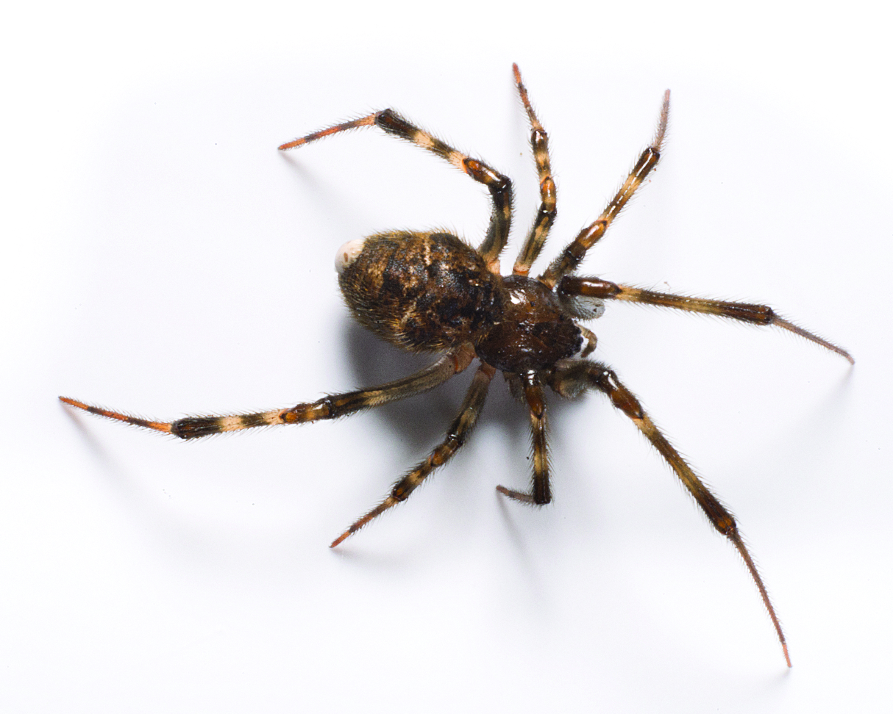 Spiders Creeping Up in Southeast Texas Homes | Bill Clark Bugsperts