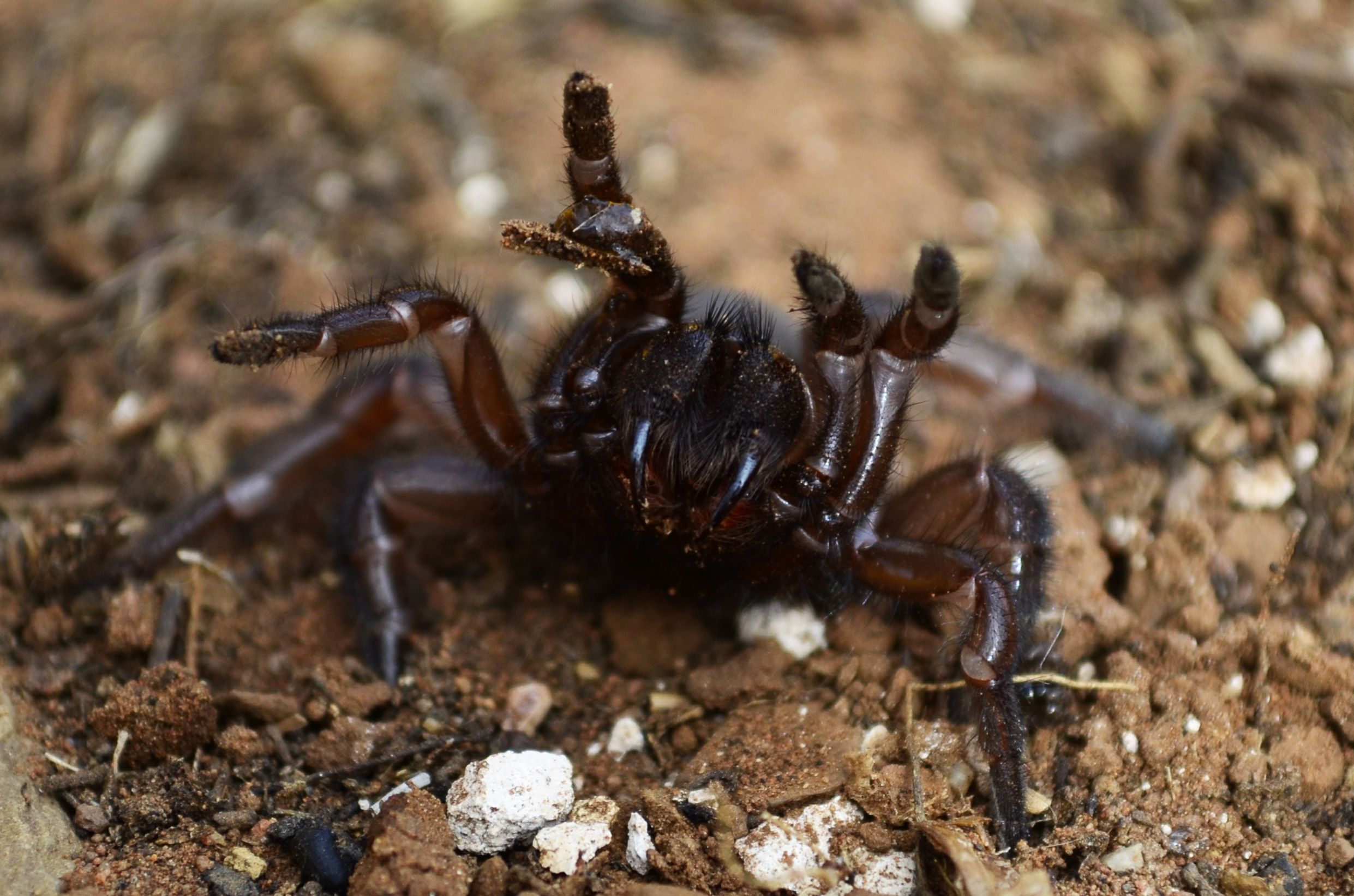 The World's Oldest Spider Dies at Age 43 After Wasp Attack